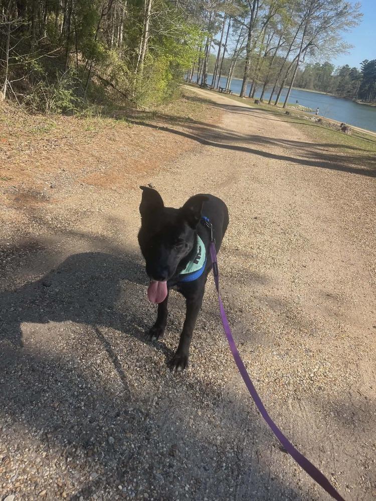 Maple, a Adoptable Labrador Retriever in Troy, AL image 2/6