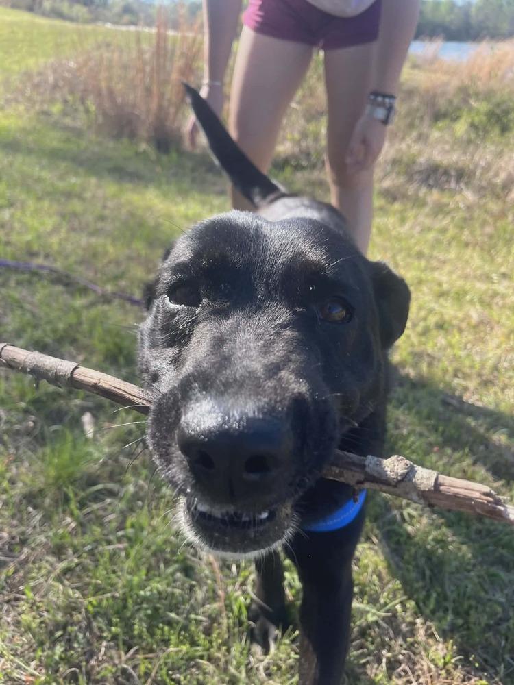 Maple, a Adoptable Labrador Retriever in Troy, AL image 3/6