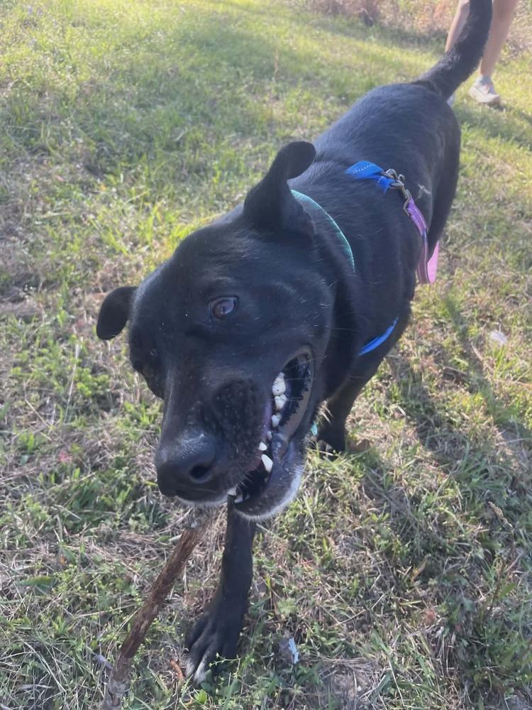Maple, a Adoptable Labrador Retriever in Troy, AL image 4/6