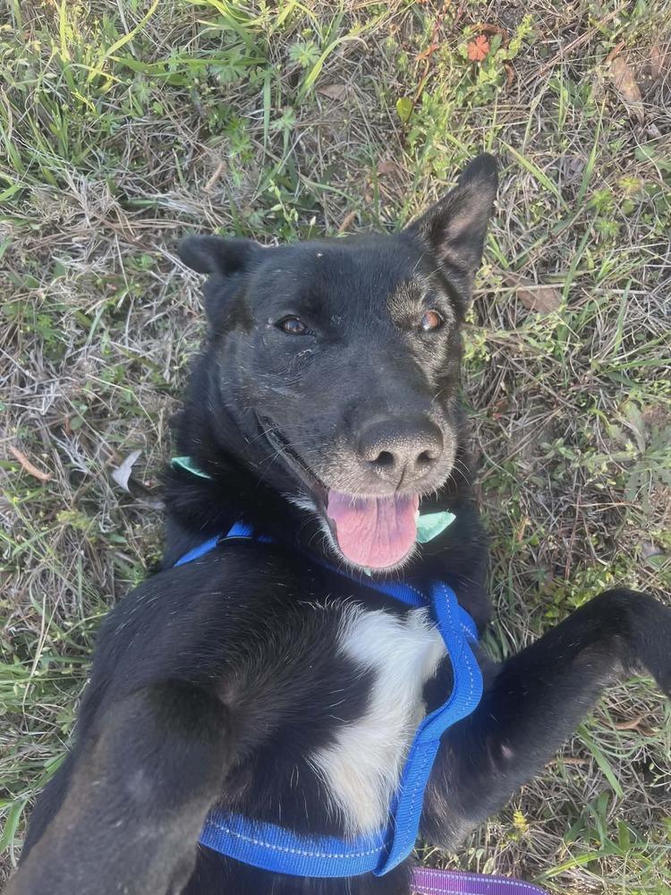 Maple, a Adoptable Labrador Retriever in Troy, AL image 6/6