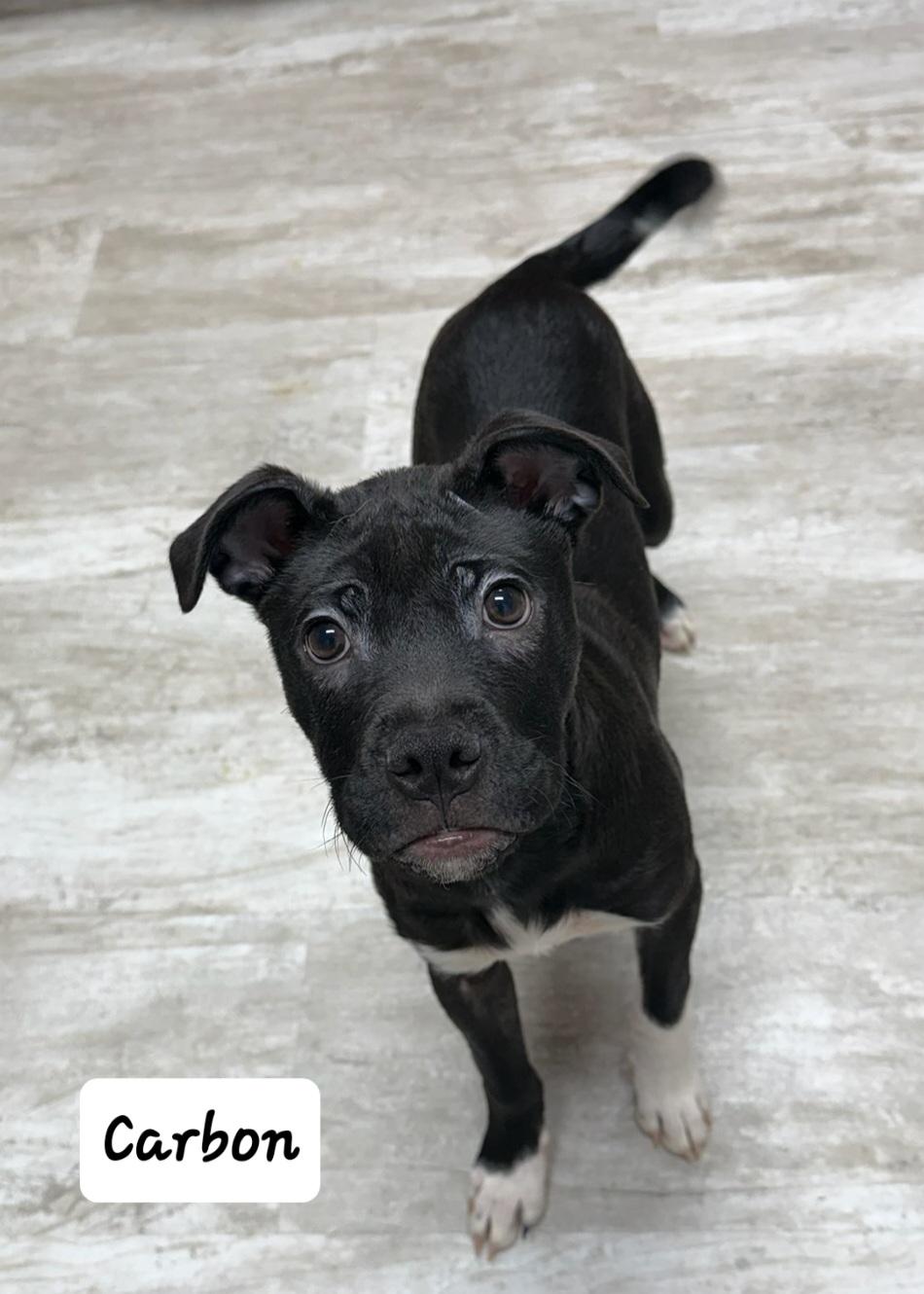 Carbon, Adoptable, Puppy Male Chihuahua.