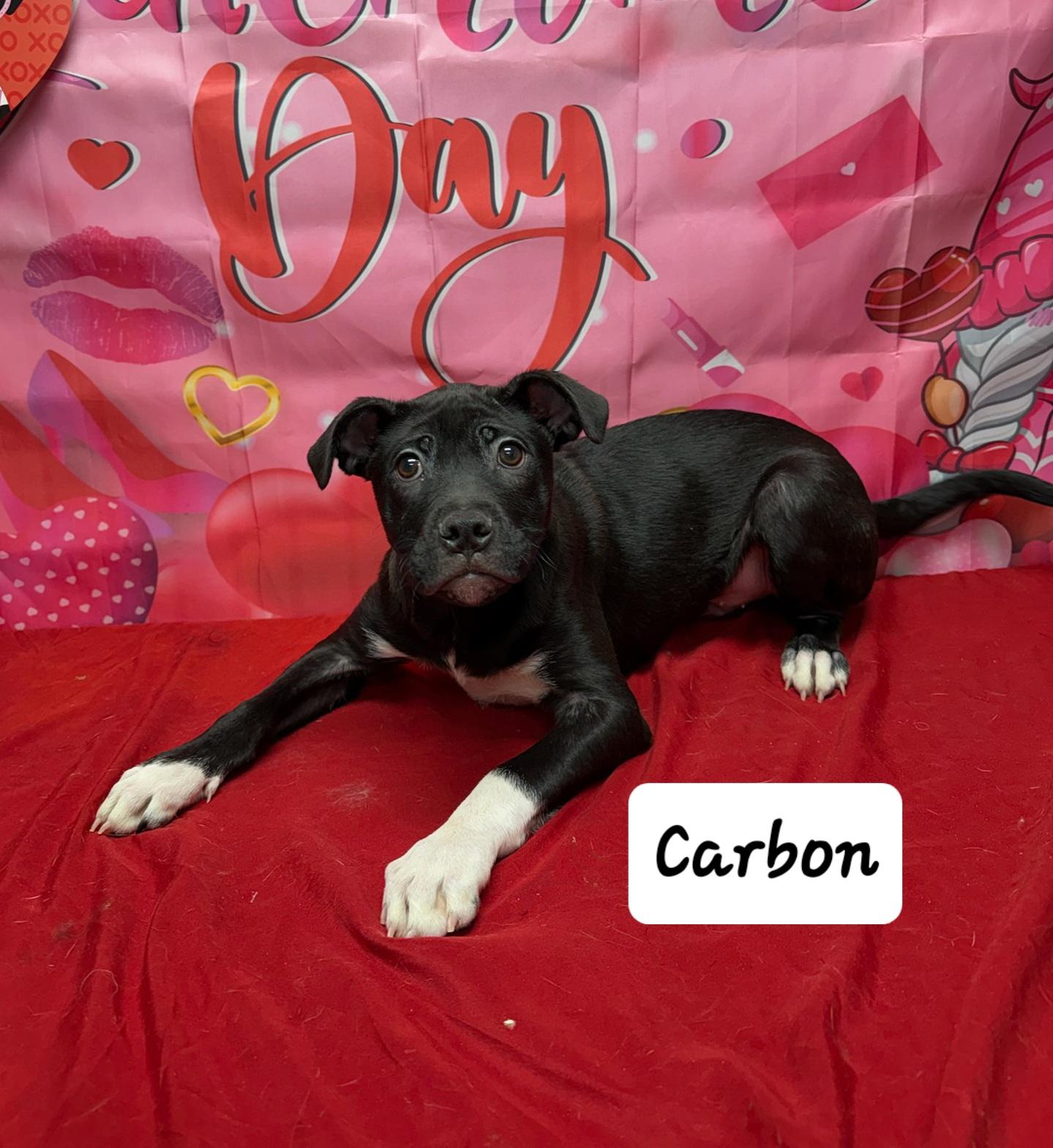 Carbon, Adoptable, Puppy Male Chihuahua.