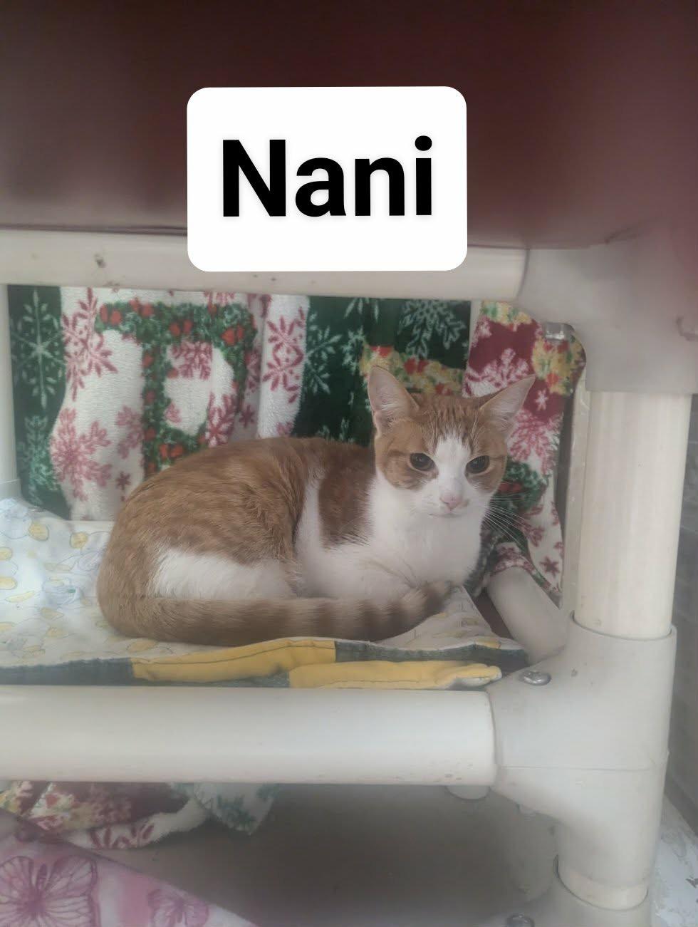Enlarge Nani, a ADOPTABLE Domestic Short Hair in Logan, OH image 1/1
