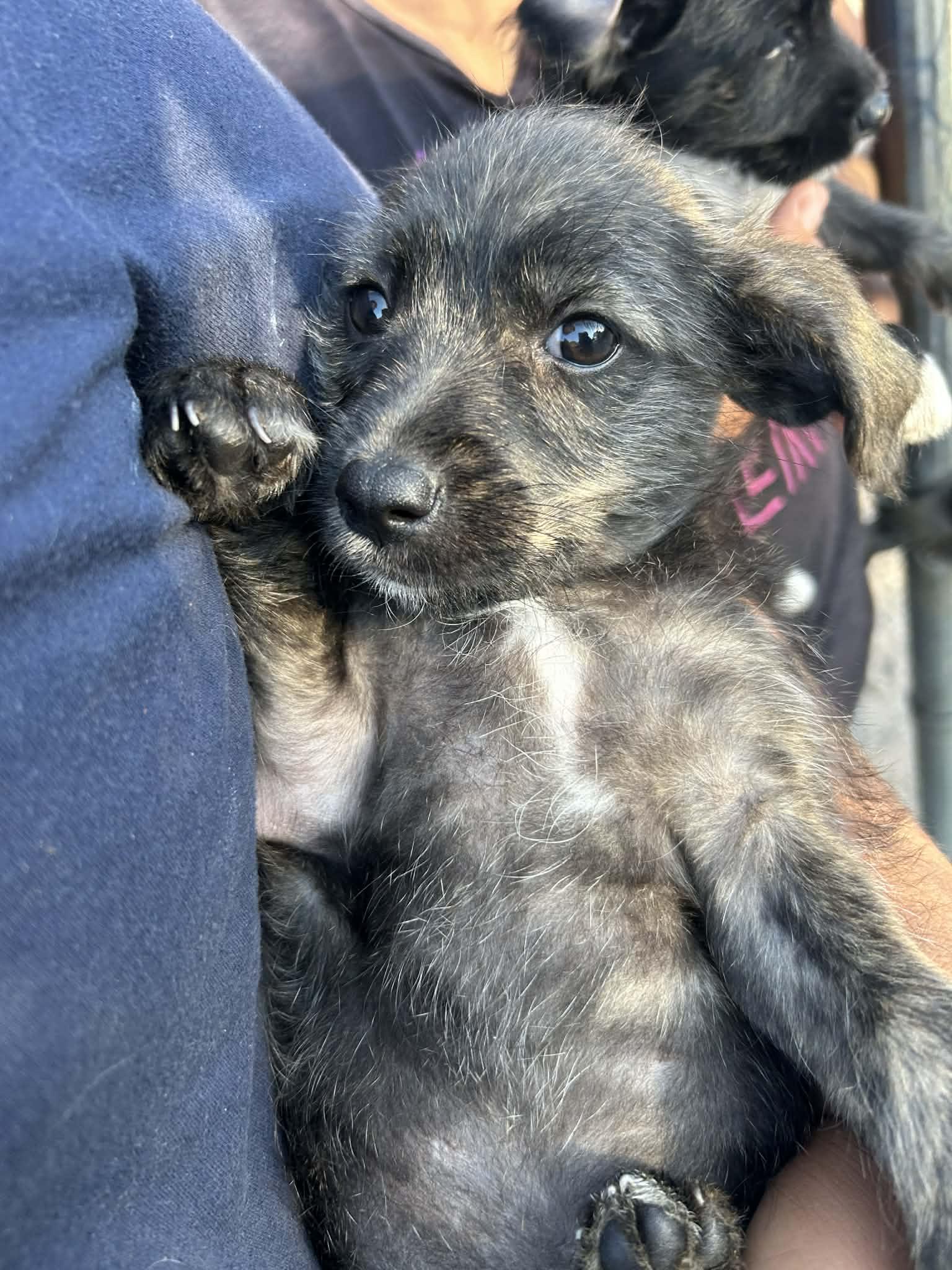 Bentley (Coming Soon), ADOPTABLE, Puppy Male Miniature Schnauzer.