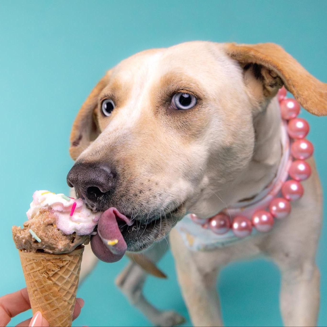 Flora, Adoptable, Adult Female Carolina Dog.