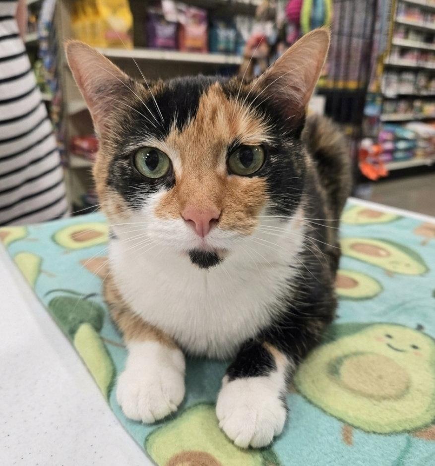 Enlarge Pumpkin, a Adoptable mixed breed in Norwood, OH image 1/2