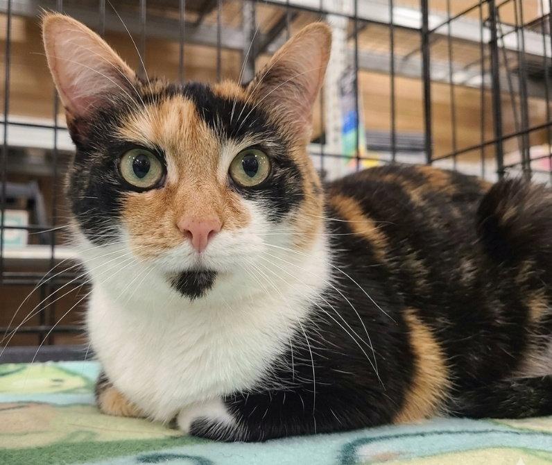 Enlarge Pumpkin, a Adoptable mixed breed in Norwood, OH image 2/2