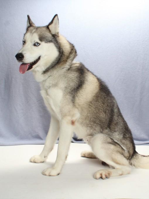 Enlarge BUDDY, a Adoptable mixed breed in Burbank, CA image 1/1