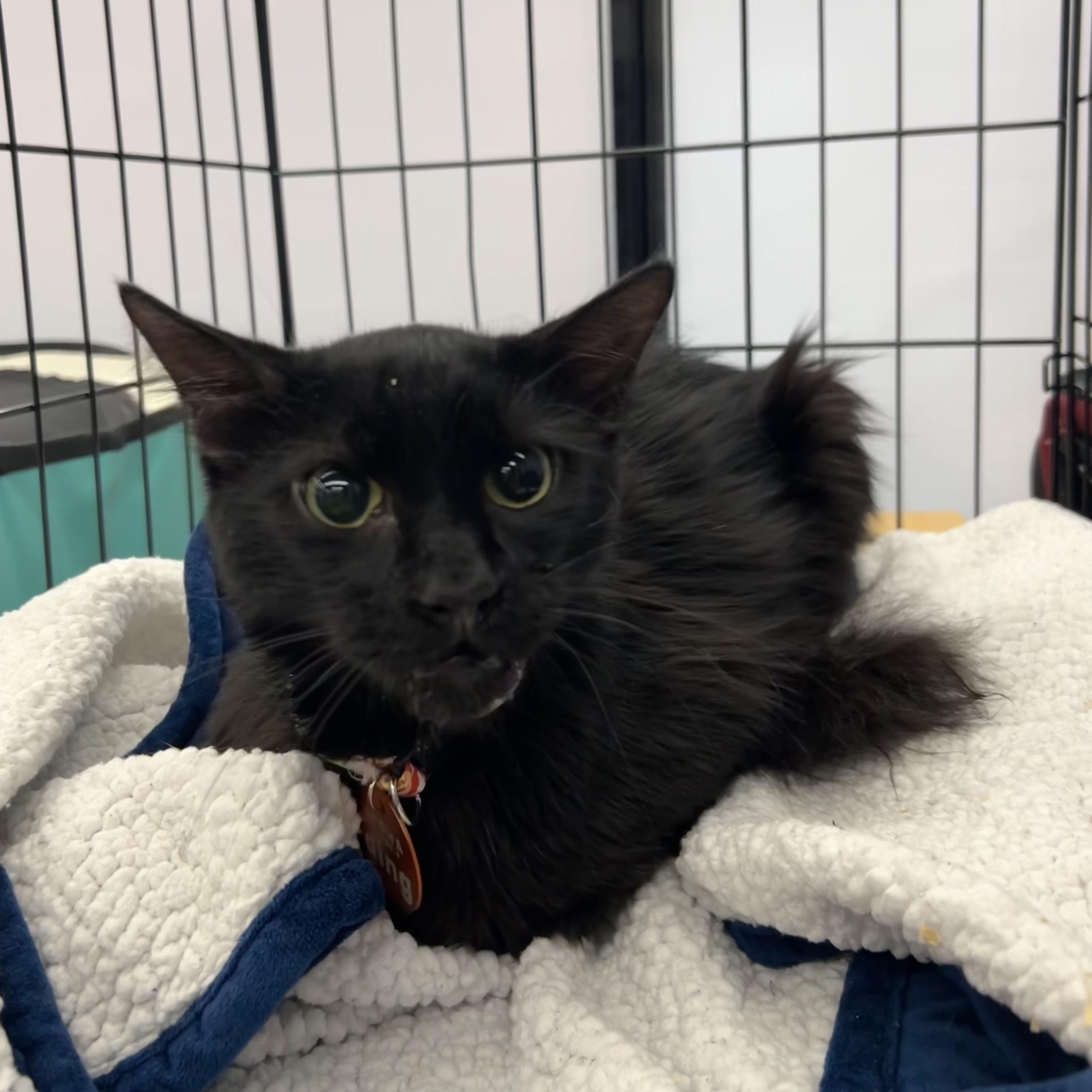 Enlarge Ding, a Adopted Domestic Long Hair in Aiea, HI image 2/6