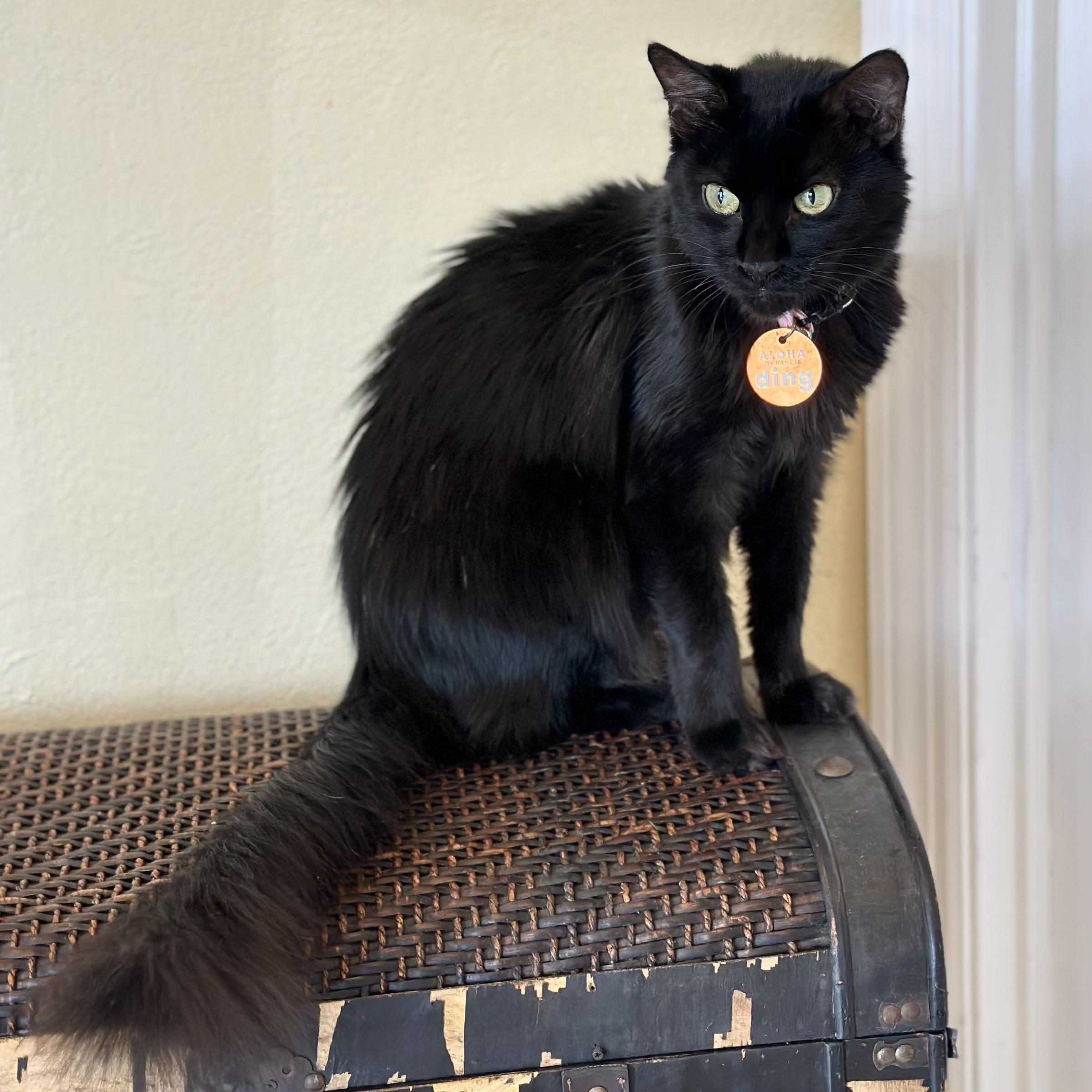 Enlarge Ding, a Adopted Domestic Long Hair in Aiea, HI image 3/6