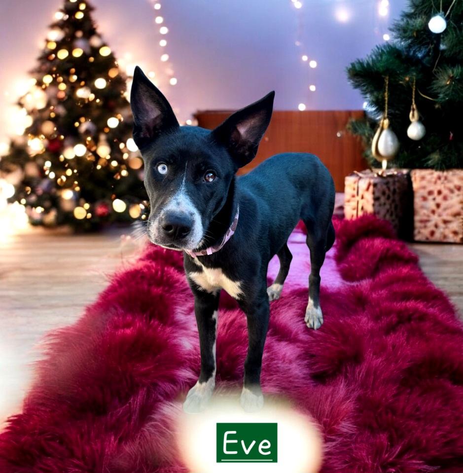 Eve