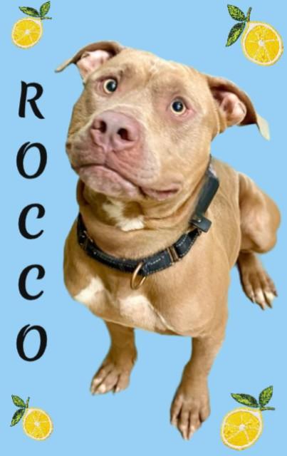 ROCCO, Adoptable, Young Male Staffordshire Bull Terrier & Mixed Breed.