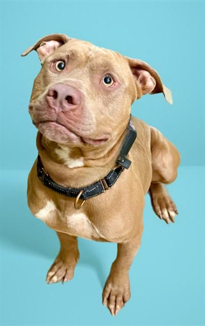ROCCO, Adoptable, Young Male Pit Bull Terrier.