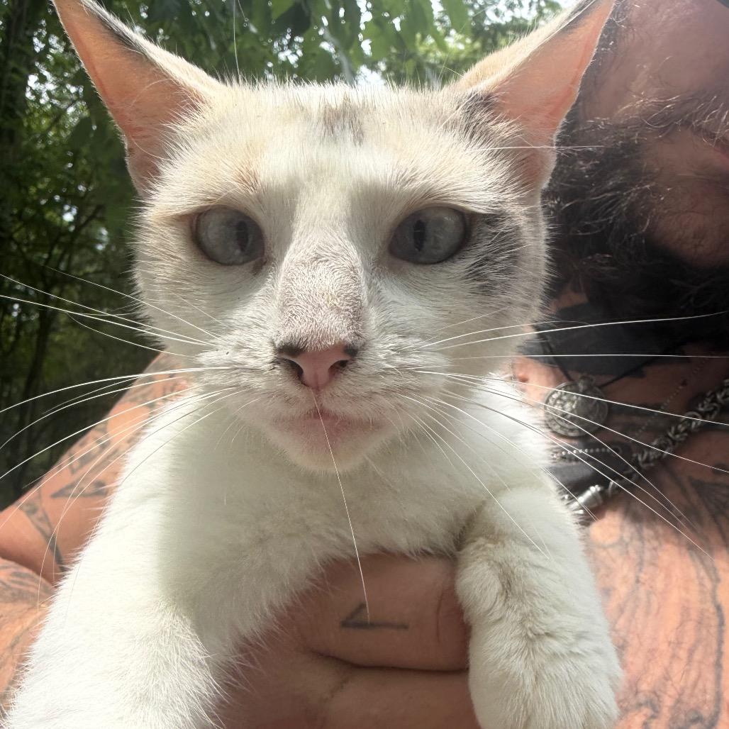 Sodalite, Adoptable, Young Female Siamese & Domestic Short Hair.