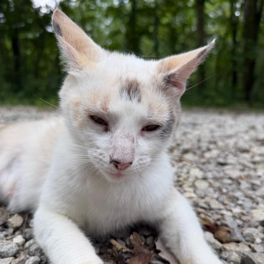 Enlarge Sodalite, a Adoptable mixed breed in Melbourne, KY image 2/2