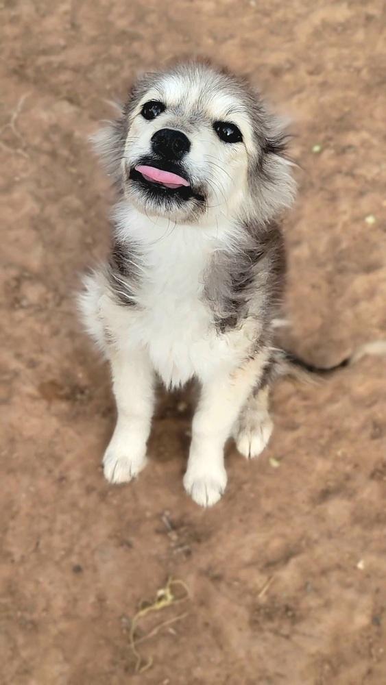 Blanche, Adopted, Young Female Mixed Breed.
