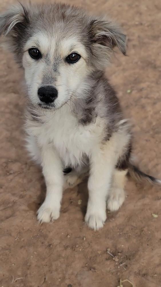 Enlarge Blanche, a Adopted mixed breed in Cortez, CO image 2/4