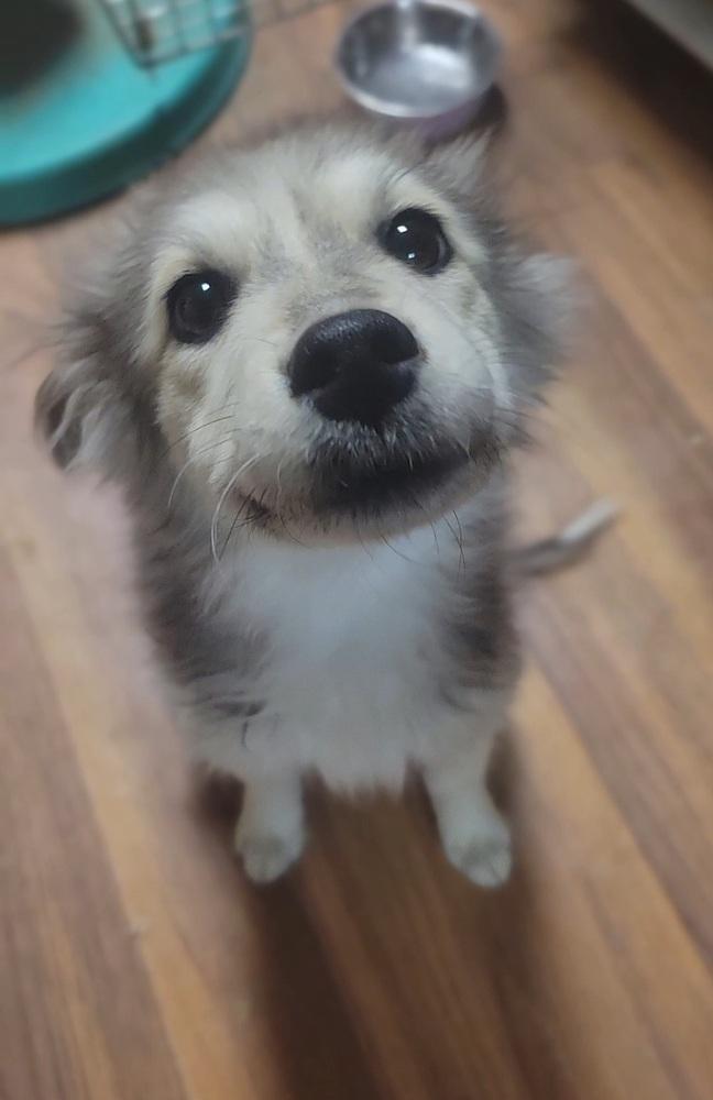 Enlarge Blanche, a Adopted mixed breed in Cortez, CO image 3/4