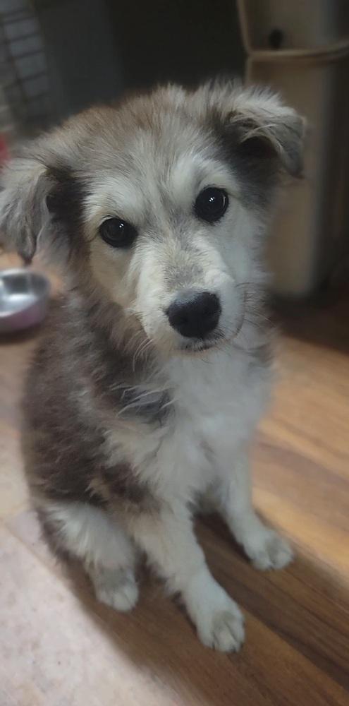 Enlarge Blanche, a Adopted mixed breed in Cortez, CO image 4/4