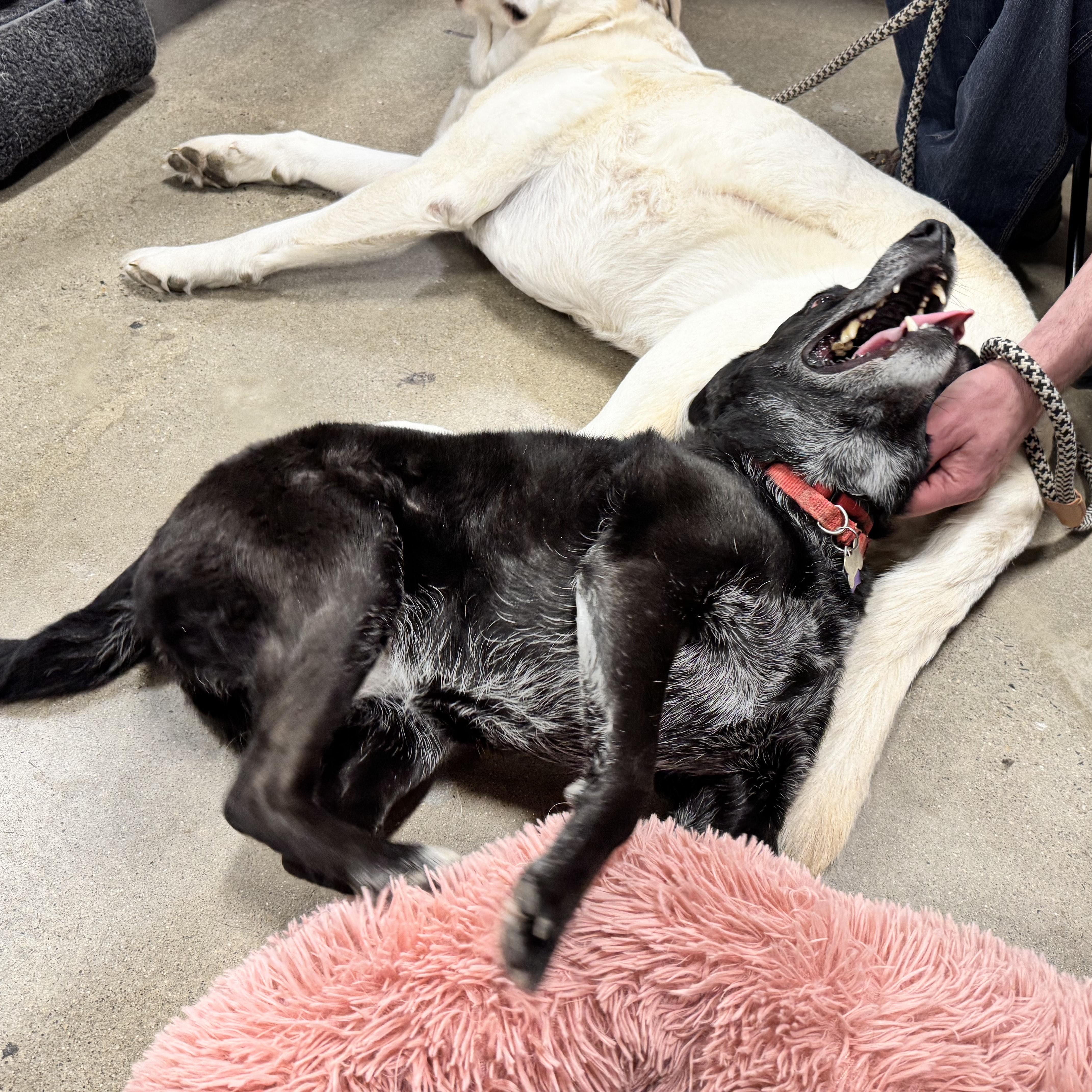 Enlarge Onyx, a ADOPTABLE mixed breed in Manassas, VA image 3/3