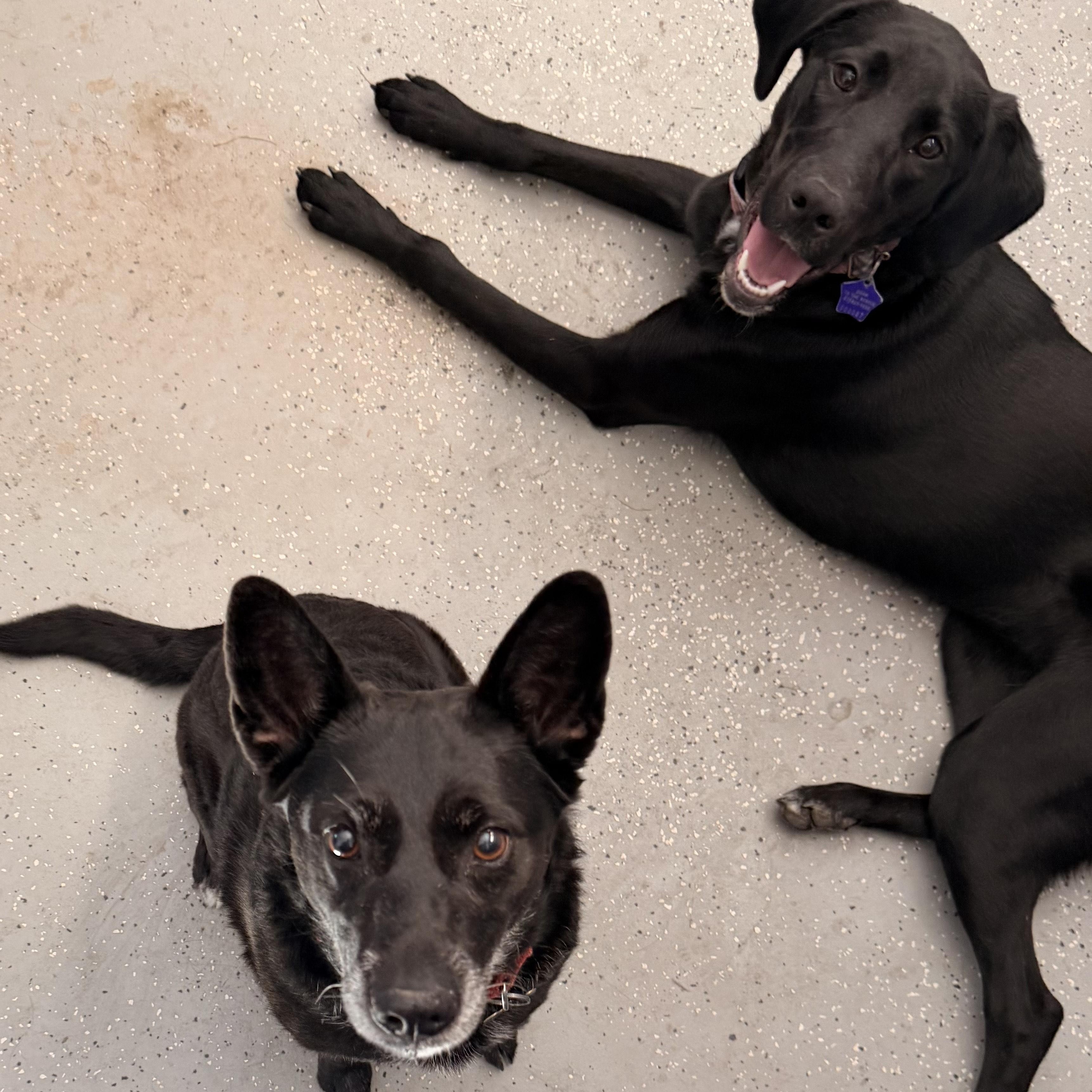 Enlarge Onyx, a ADOPTABLE mixed breed in Manassas, VA image 2/3