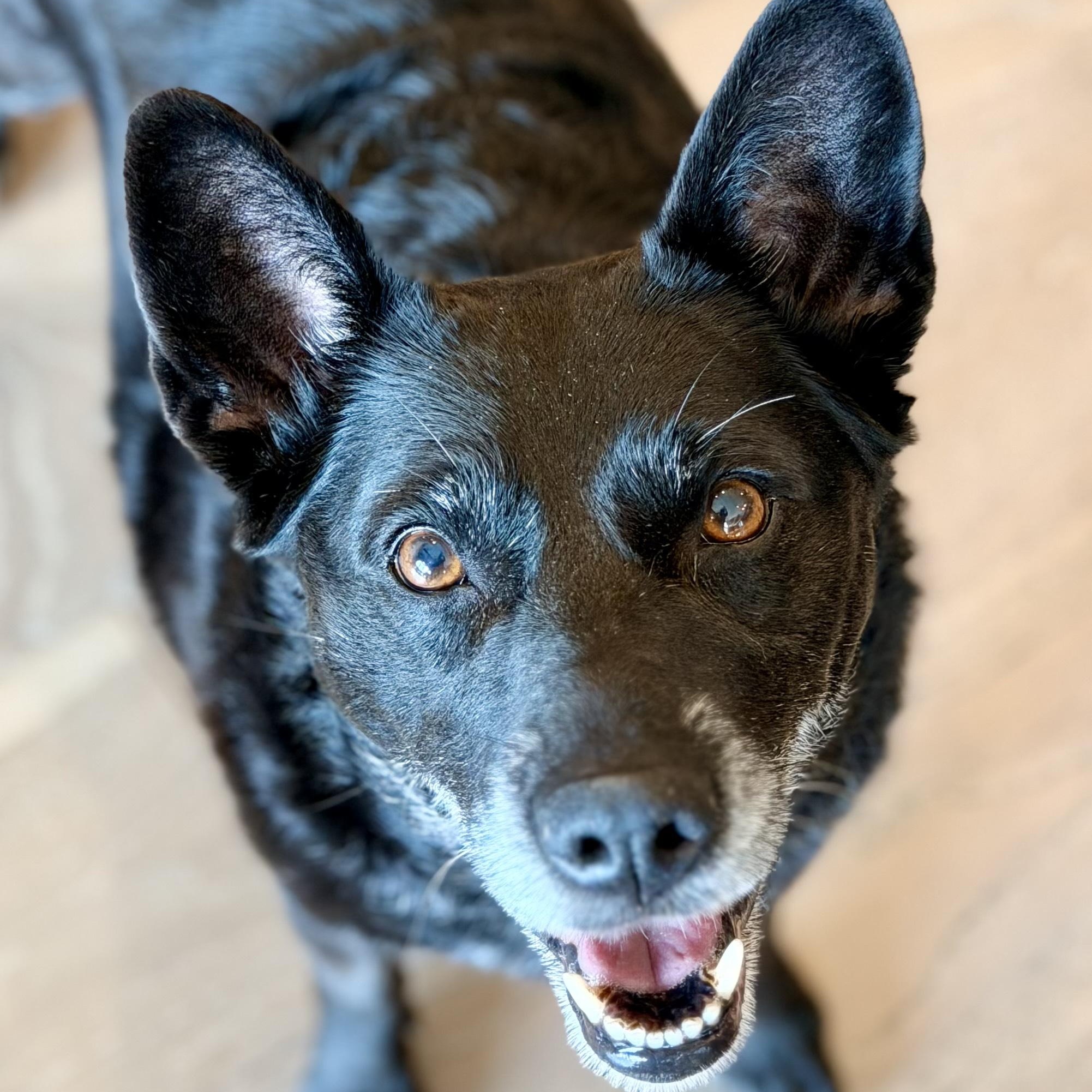 Enlarge Onyx, a ADOPTABLE mixed breed in Manassas, VA image 1/3