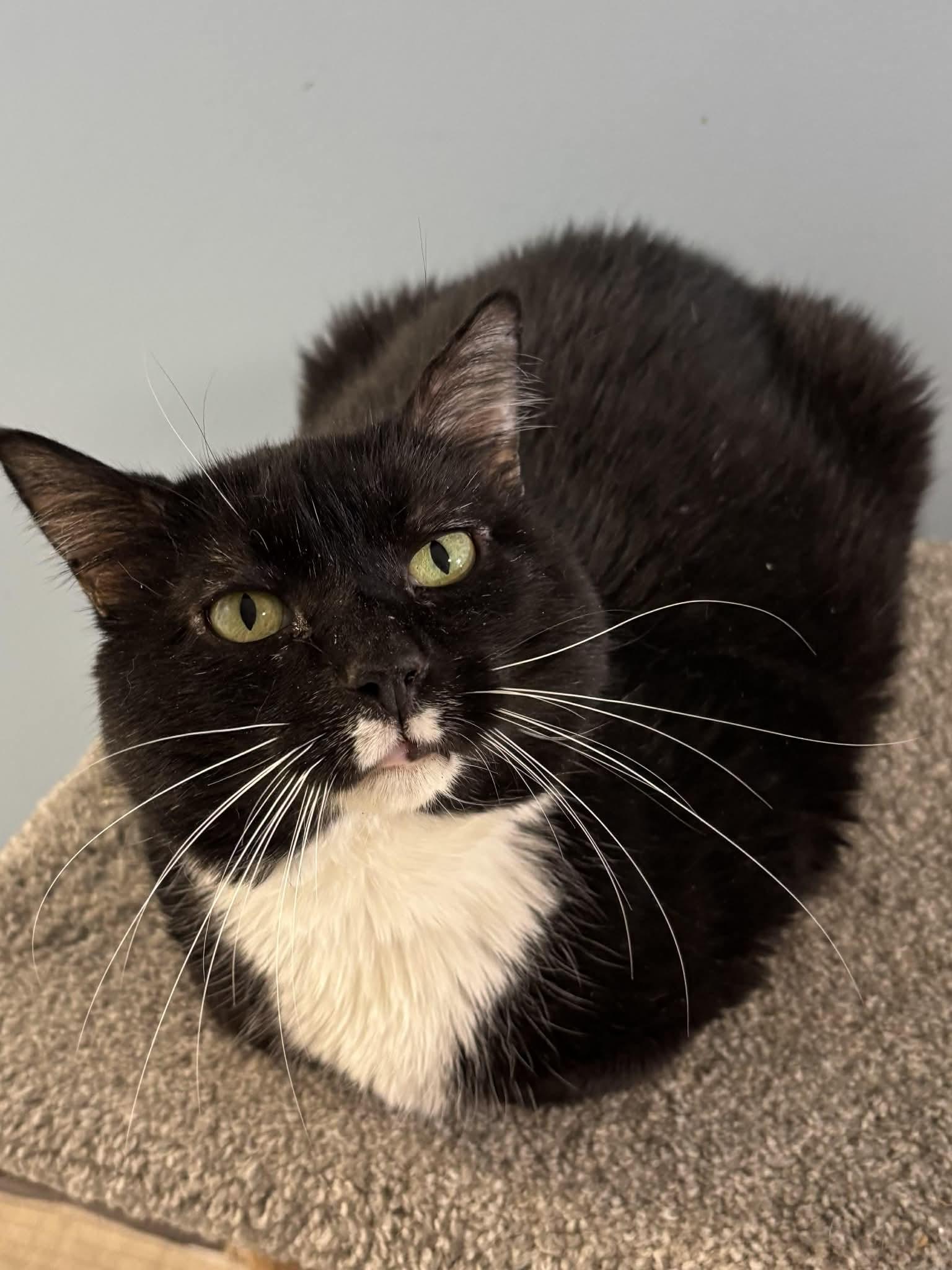 Enlarge Charming, a Adoptable Domestic Short Hair in Champaign, IL image 1/3