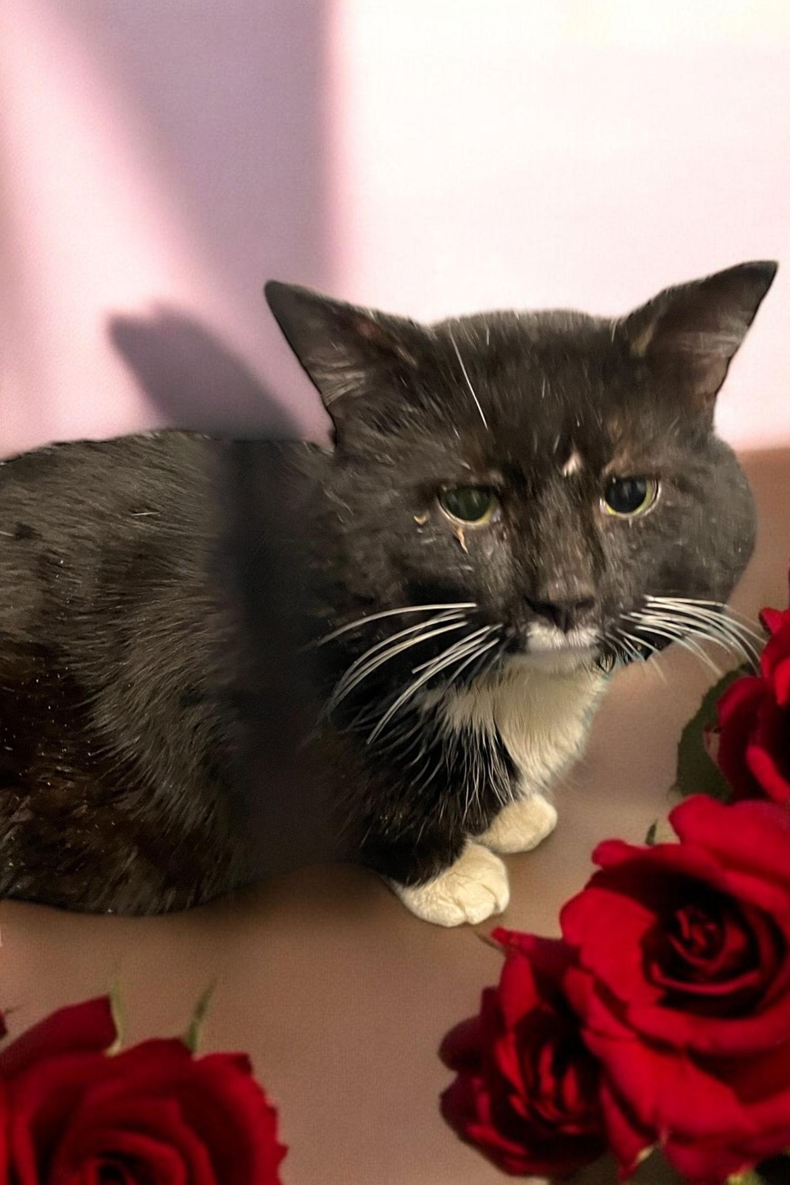 Charming, a Adoptable Domestic Short Hair in Champaign, IL image 1/3