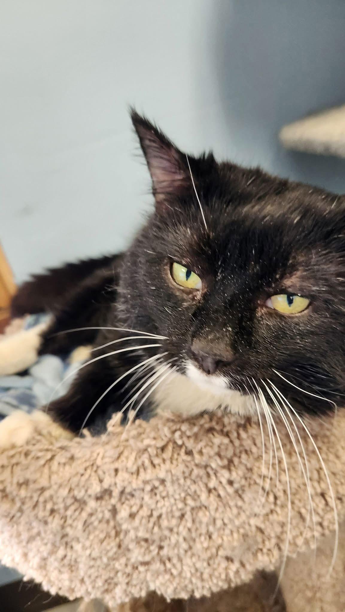 Charming, a Adoptable Domestic Short Hair in Champaign, IL image 2/3