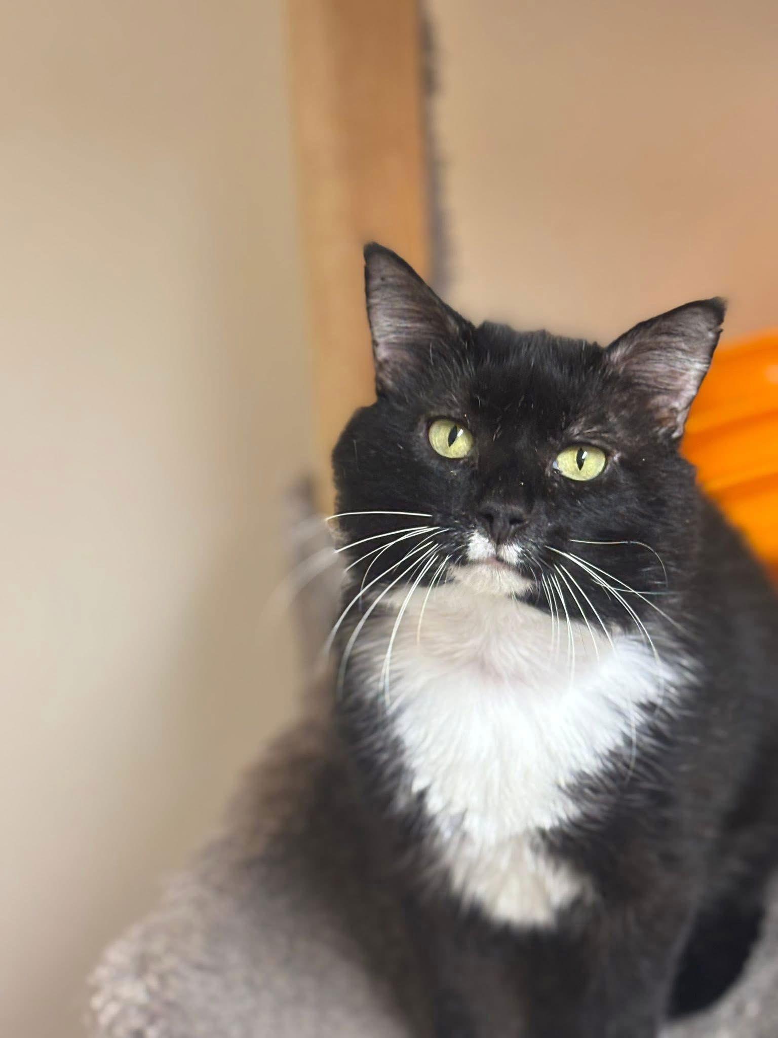 Charming, a Adoptable Domestic Short Hair in Champaign, IL image 3/3