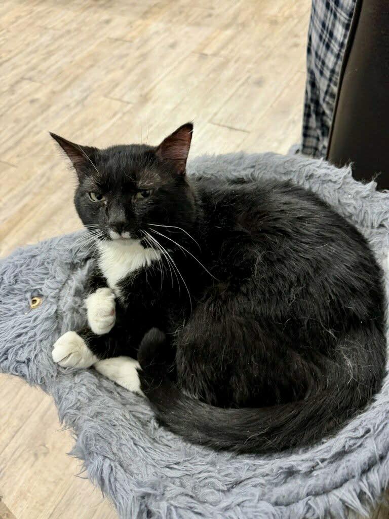 Enlarge Charming, a Adoptable Domestic Short Hair in Champaign, IL image 2/3