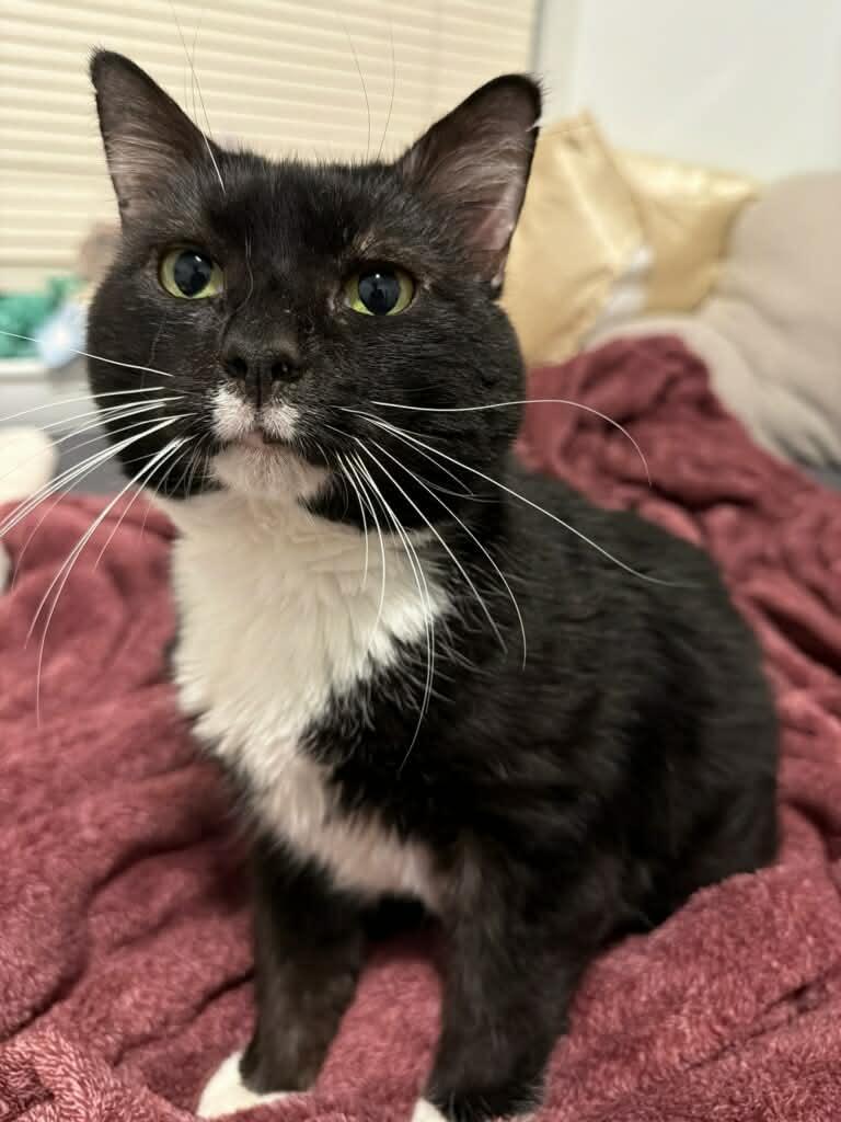 Enlarge Charming, a Adoptable Domestic Short Hair in Champaign, IL image 3/3