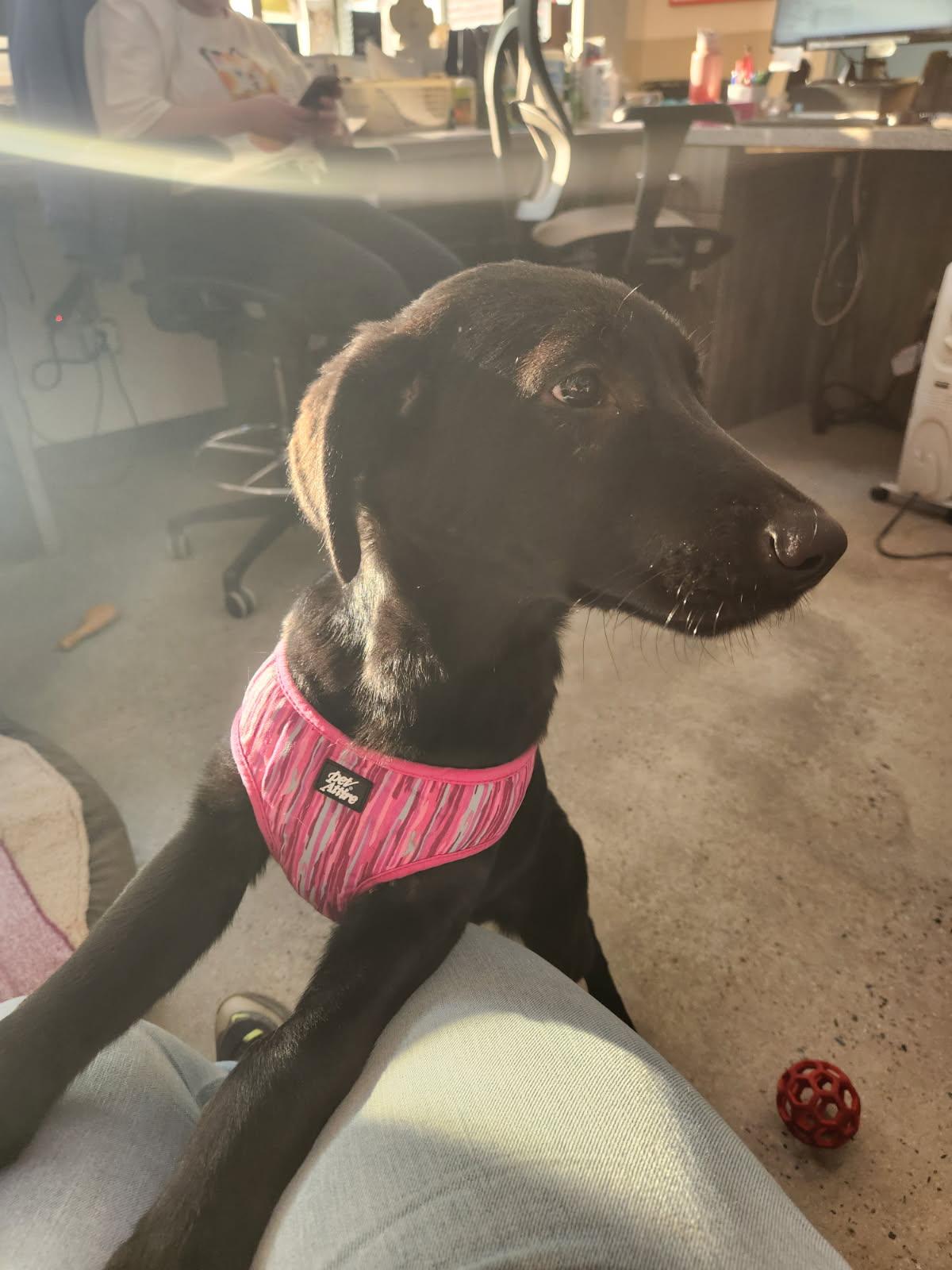 Luan, adopted, Puppy Female Black Labrador Retriever.