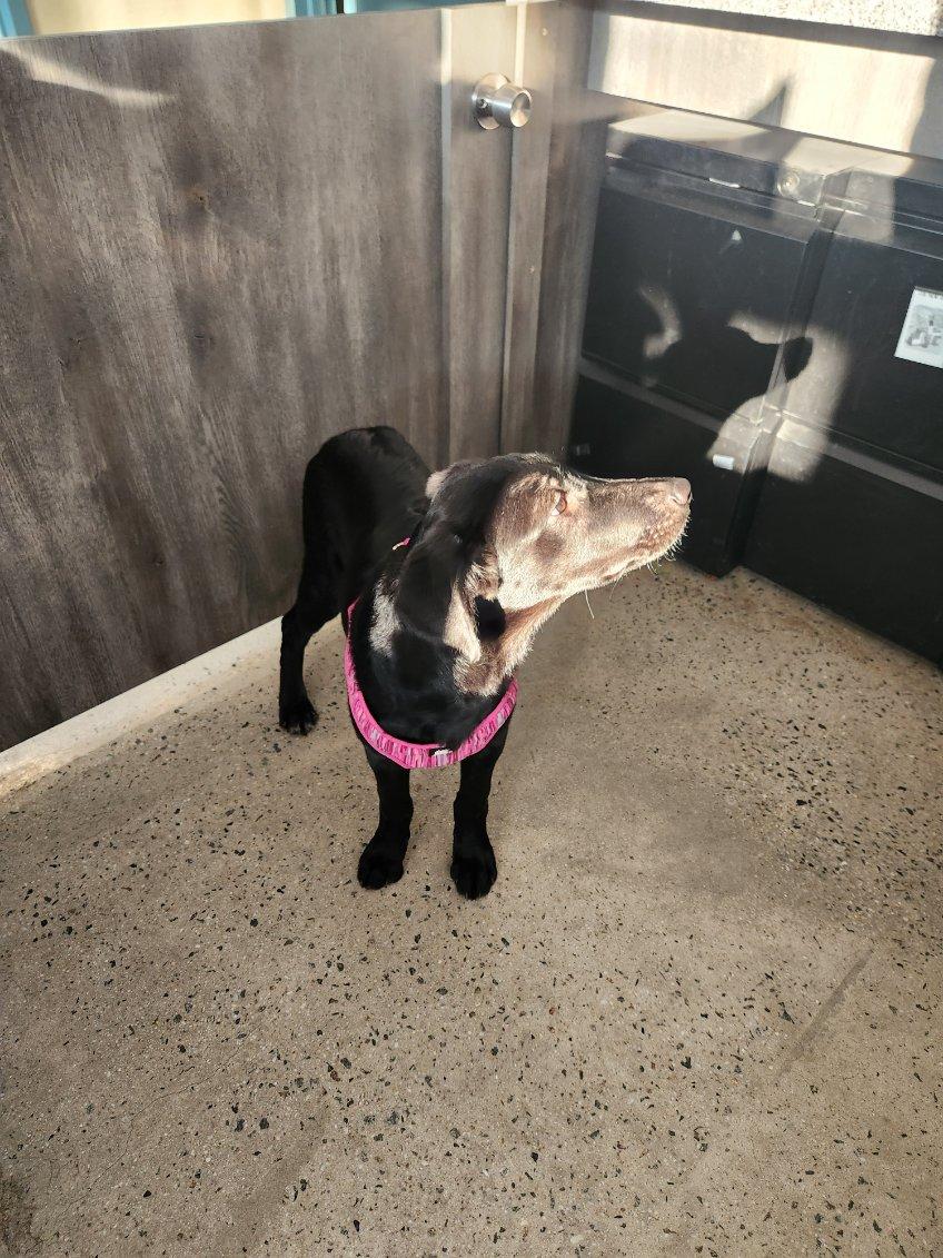 Enlarge Luan, an adopted Black Labrador Retriever in New Rochelle, NY image 2/4