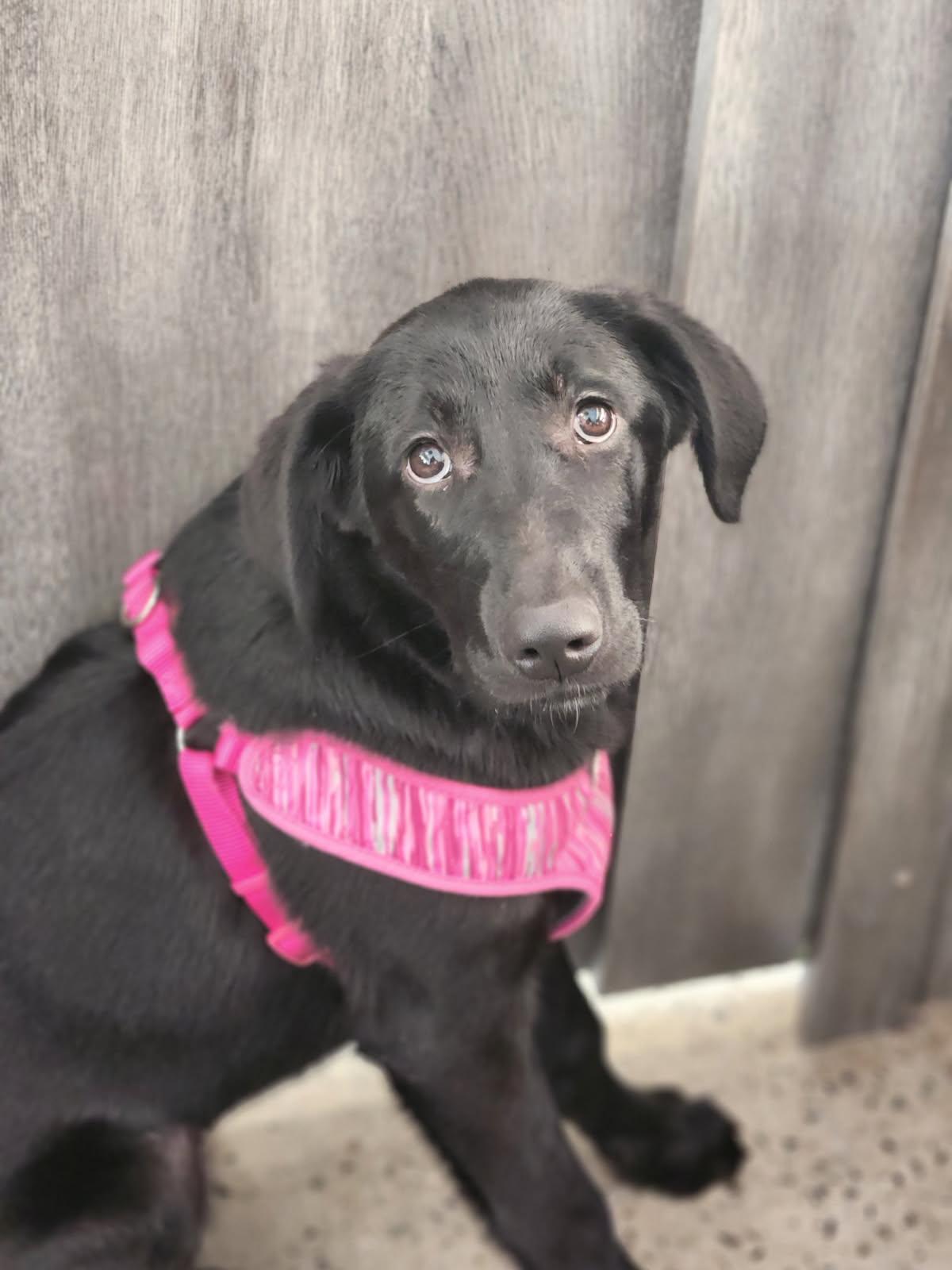 Enlarge Luan, an adopted Black Labrador Retriever in New Rochelle, NY image 3/4