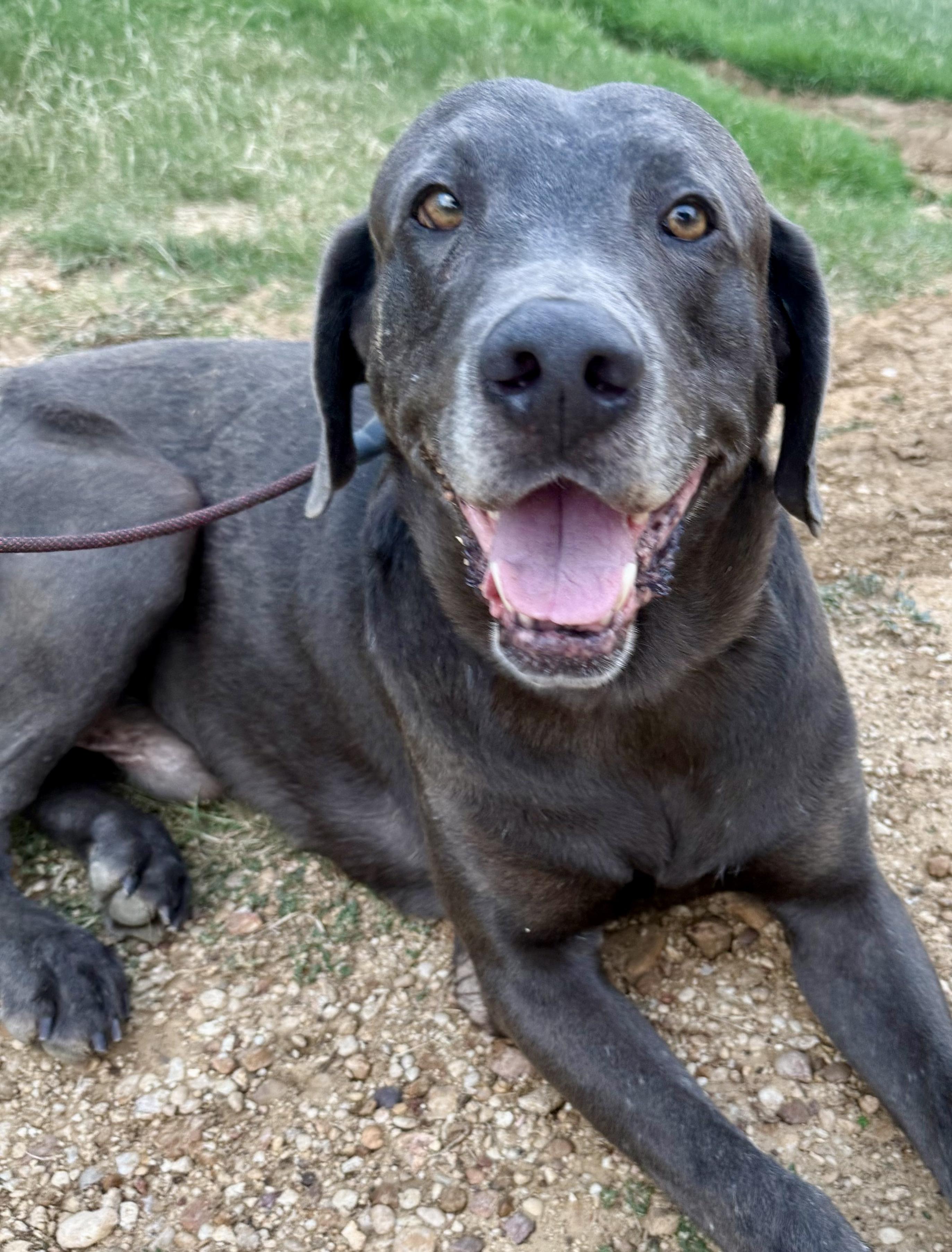 Enlarge Kona, a Adoptable mixed breed in Dale, TX image 2/5