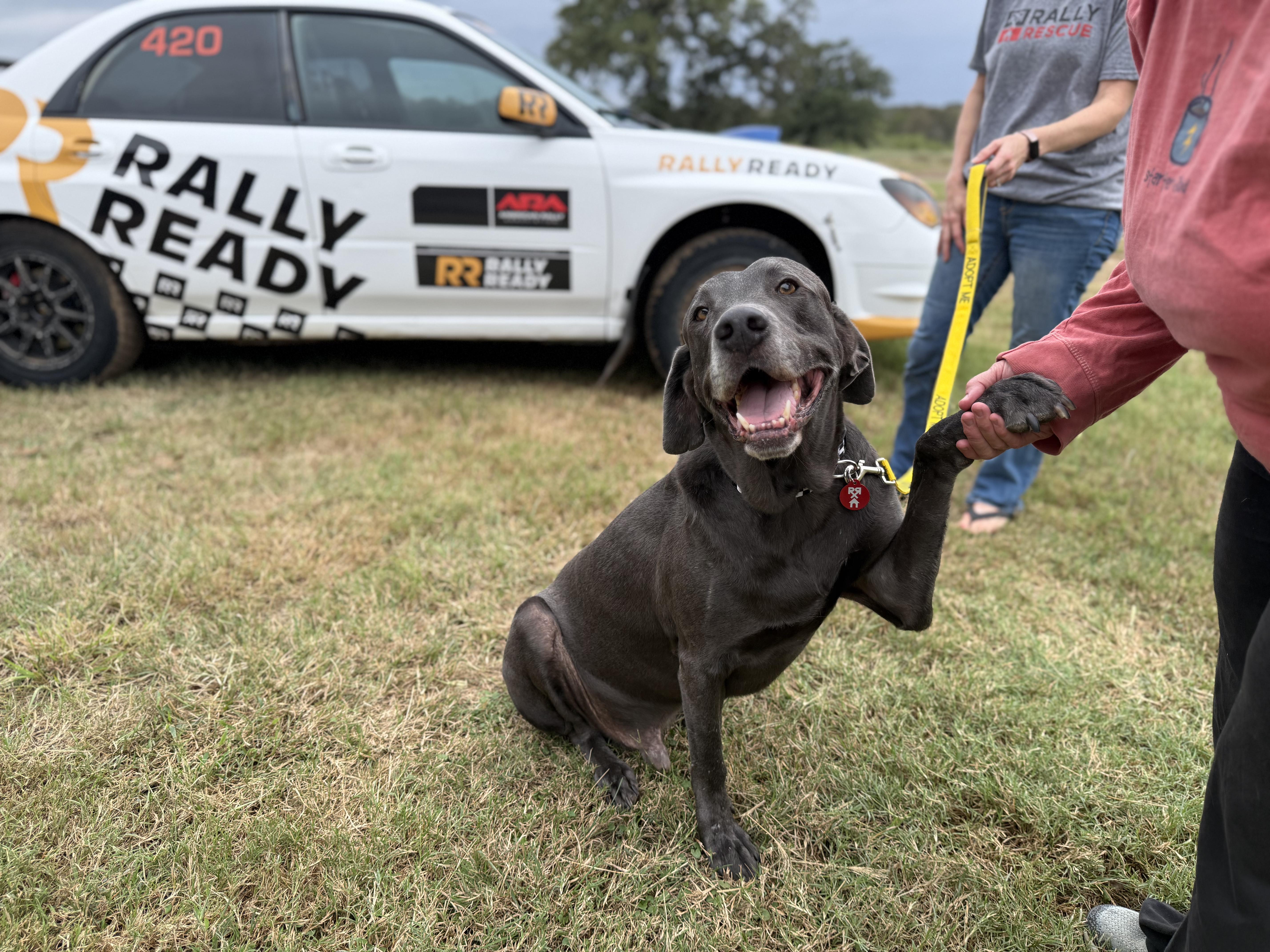 Enlarge Kona, a Adoptable mixed breed in Dale, TX image 5/5