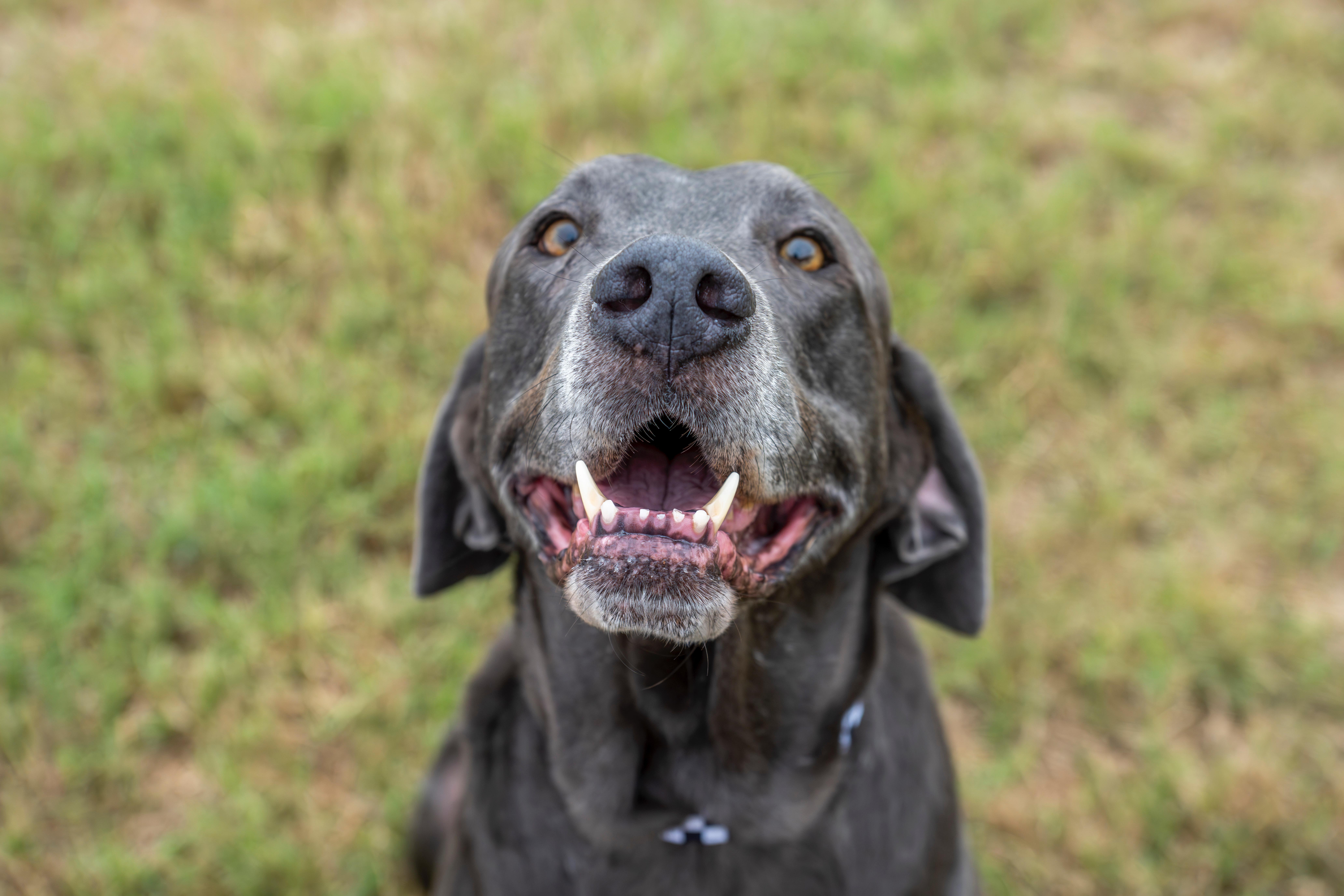 Enlarge Kona, a Adoptable mixed breed in Dale, TX image 3/5