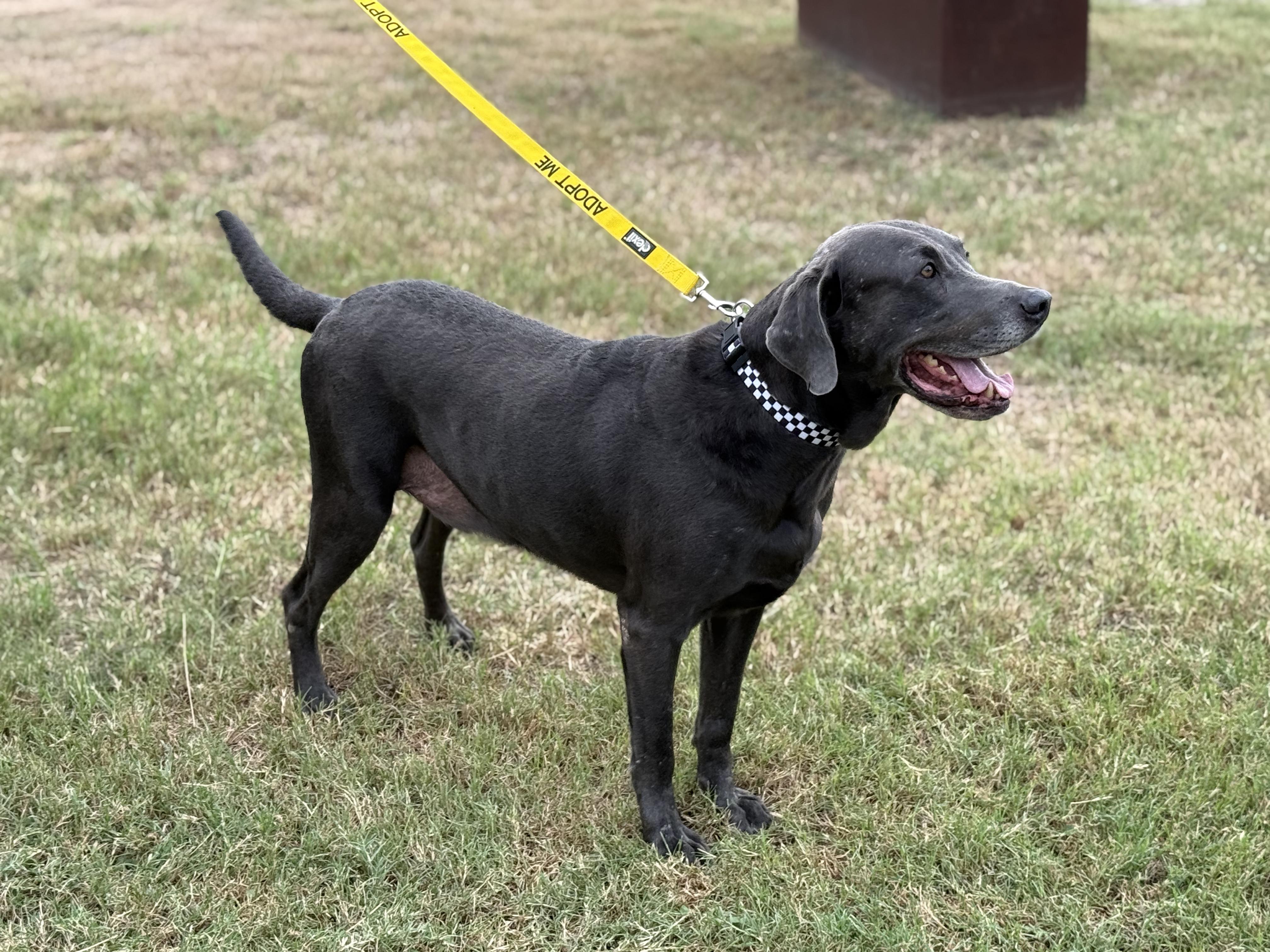 Enlarge Kona, a Adoptable mixed breed in Dale, TX image 4/5