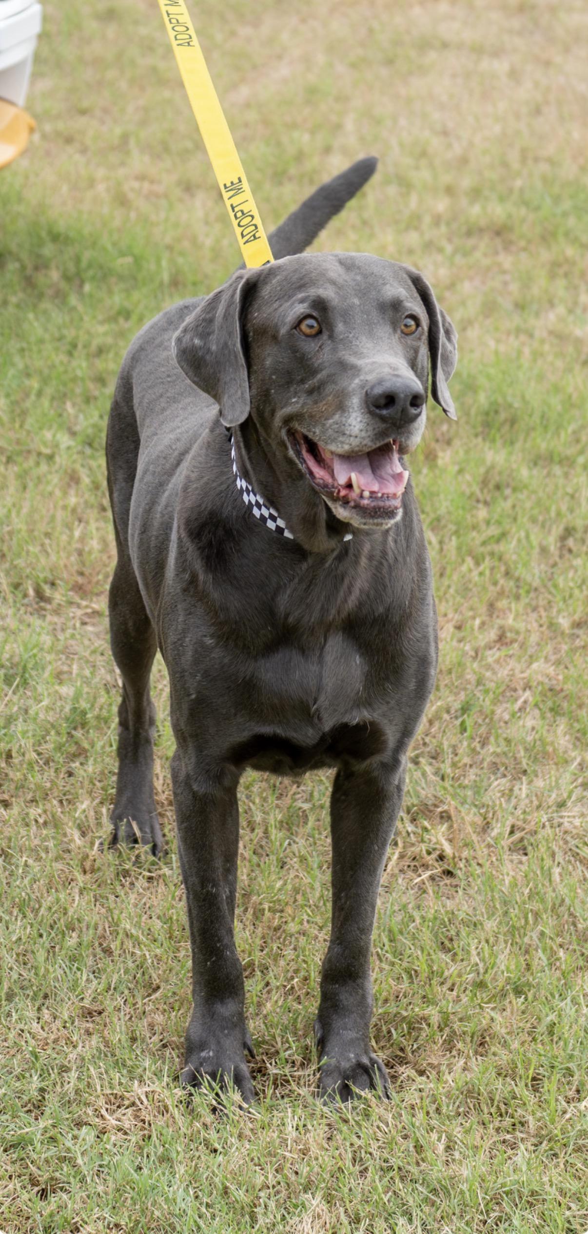 Enlarge Kona, a Adoptable mixed breed in Dale, TX image 1/5
