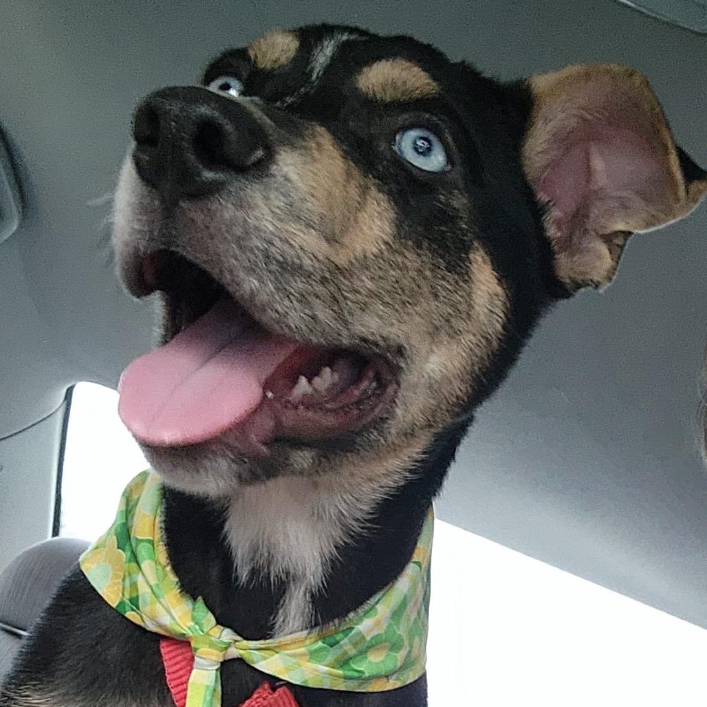 Jordan, Adoptable, Puppy Male Catahoula Leopard Dog & Mixed Breed.