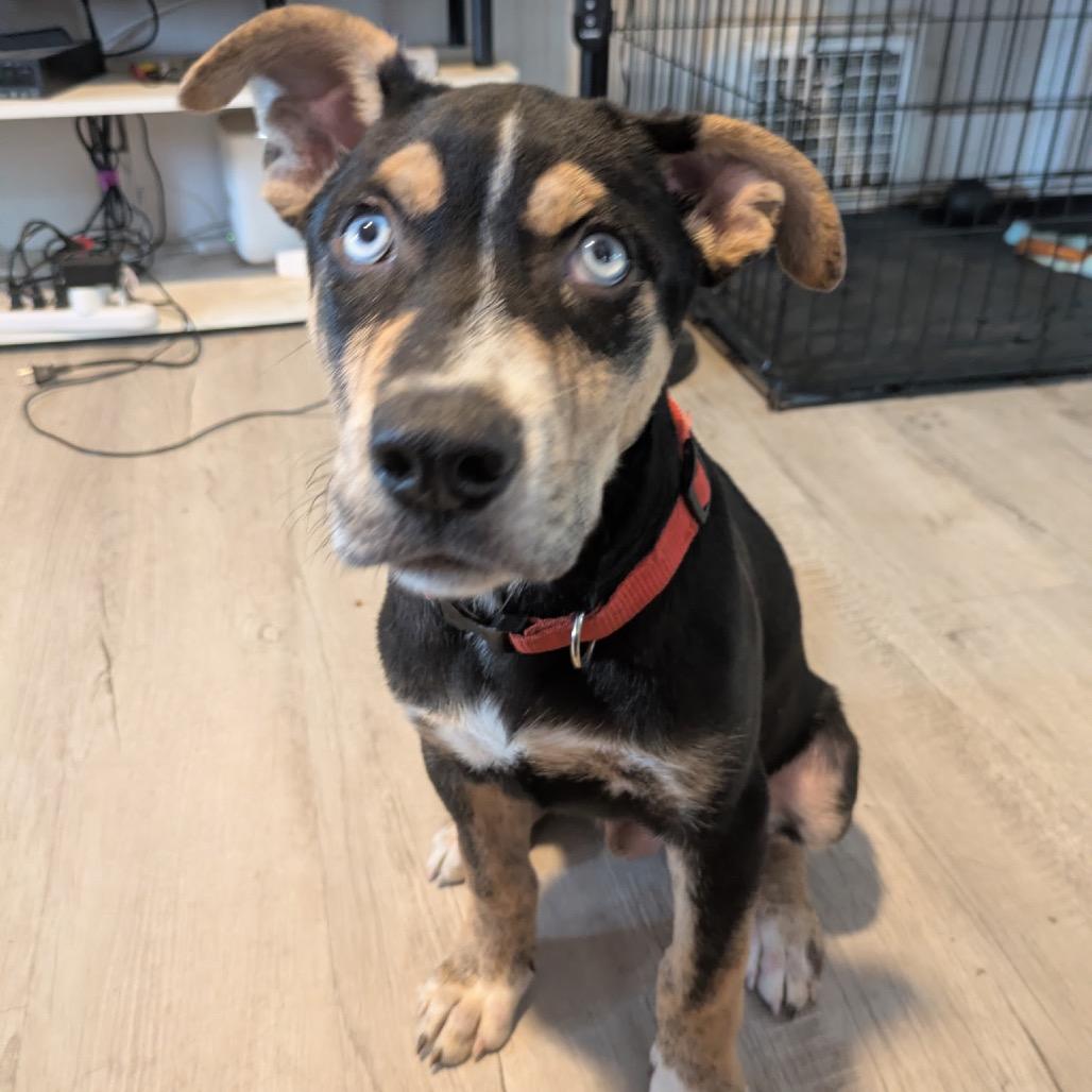 Jordan, a Adoptable mixed breed in Chillicothe, IL image 3/4