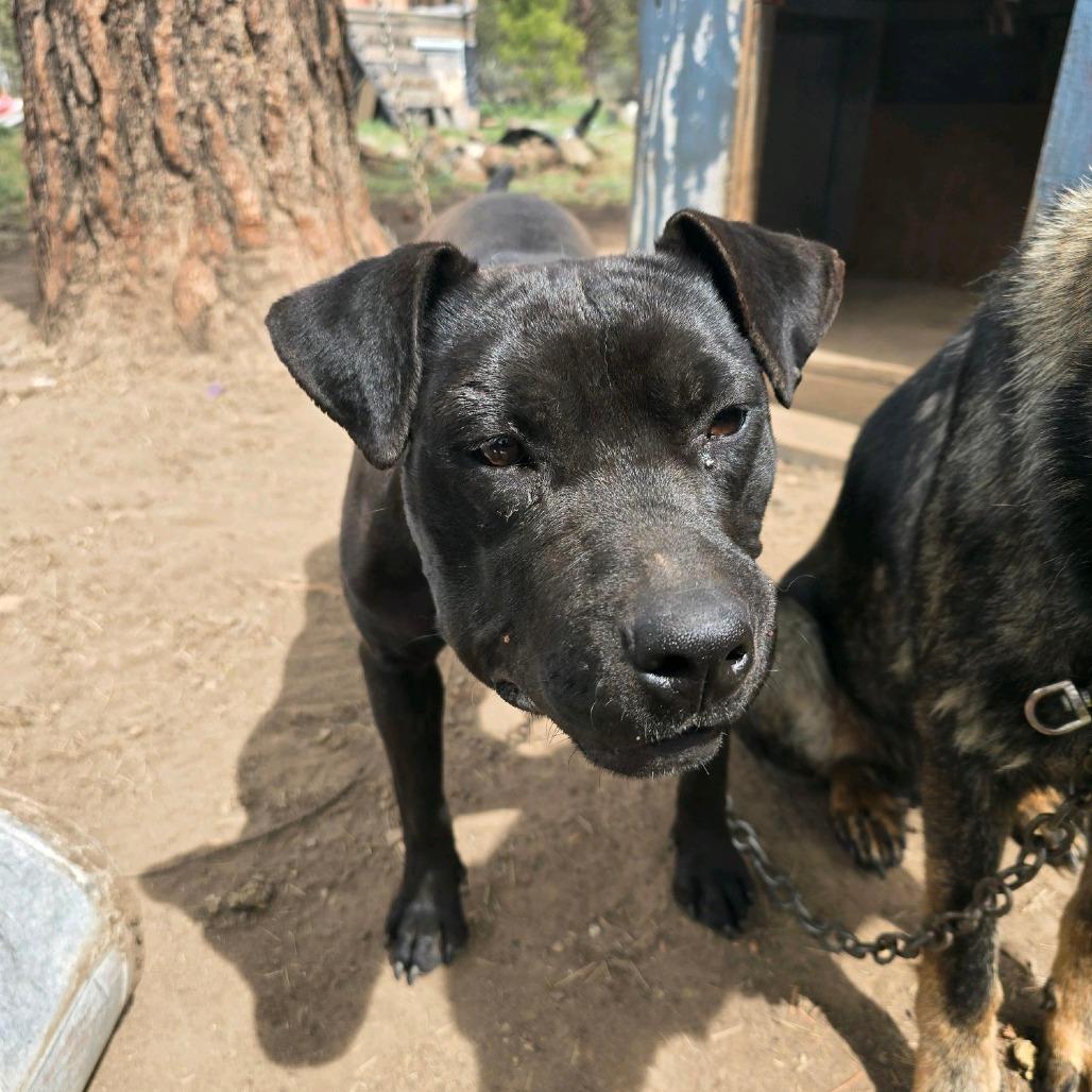 Rue, Adoptable, Adult Female Pit Bull Terrier & Mixed Breed.