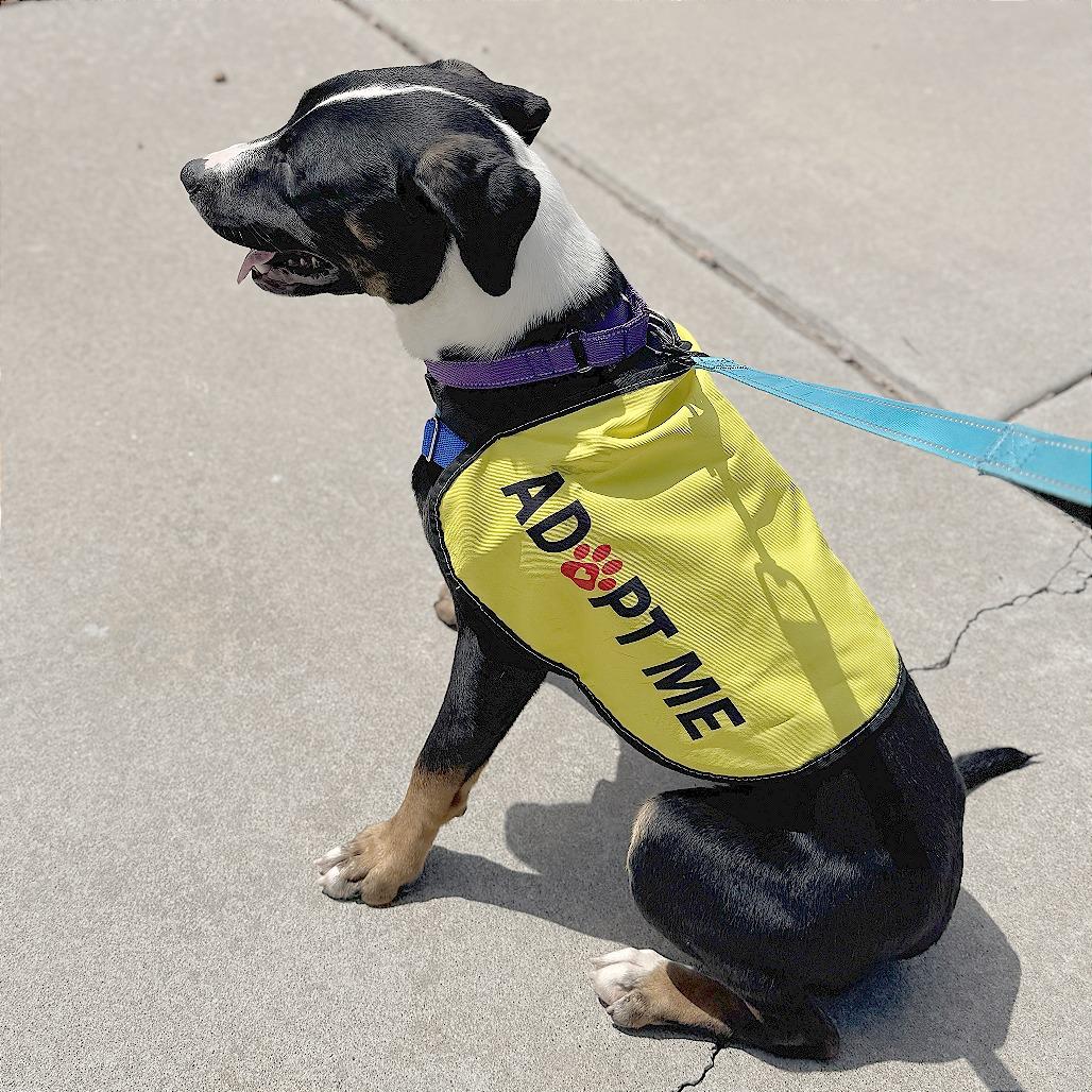 Hulu, Adoptable, Young Female Mixed Breed.