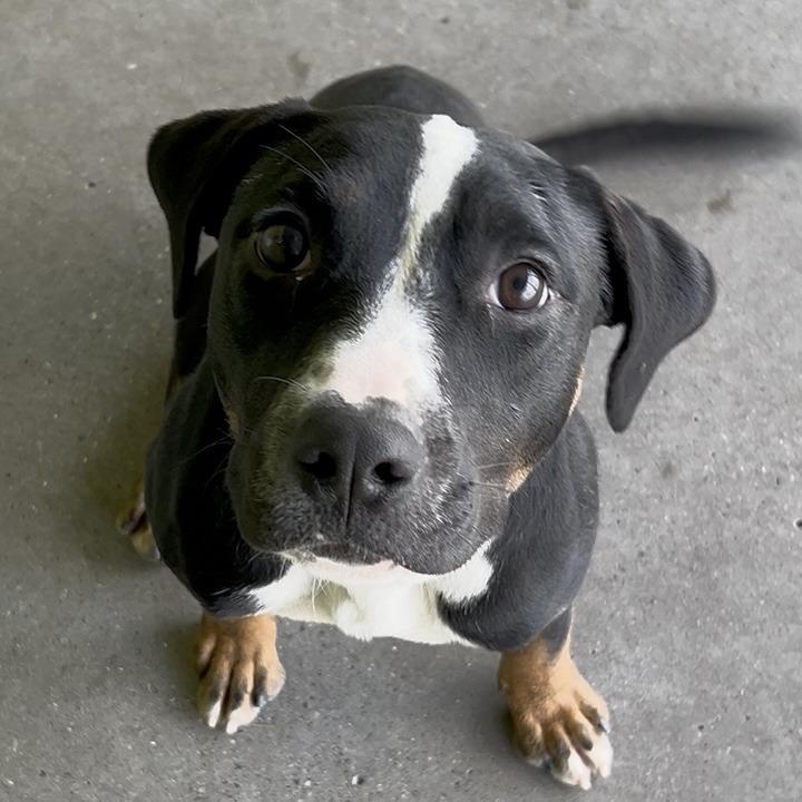 Hulu, a Adoptable Mixed Breed in Las Cruces, NM image 2/6