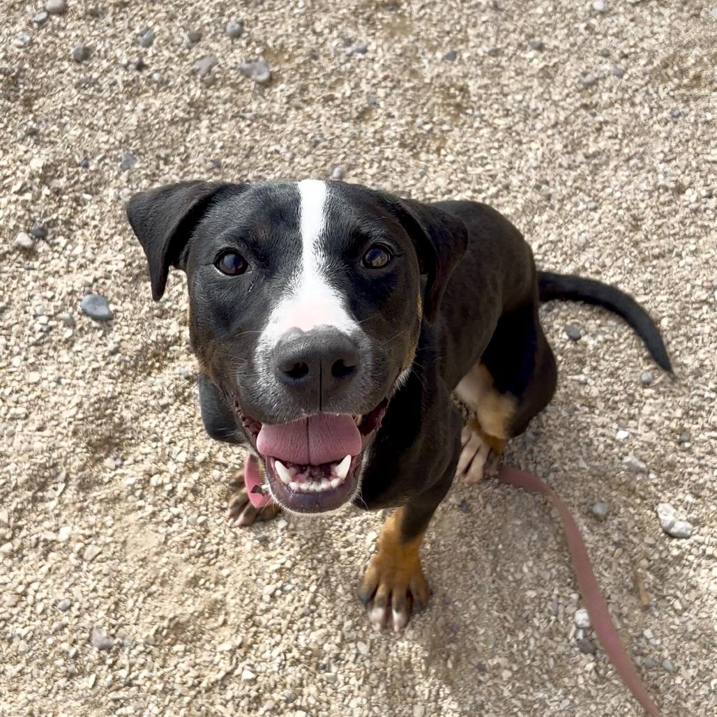 Hulu, a Adoptable Mixed Breed in Las Cruces, NM image 4/6