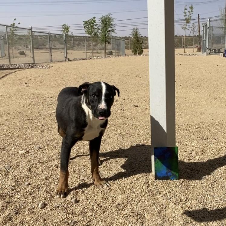 Hulu, a Adoptable Mixed Breed in Las Cruces, NM image 5/6