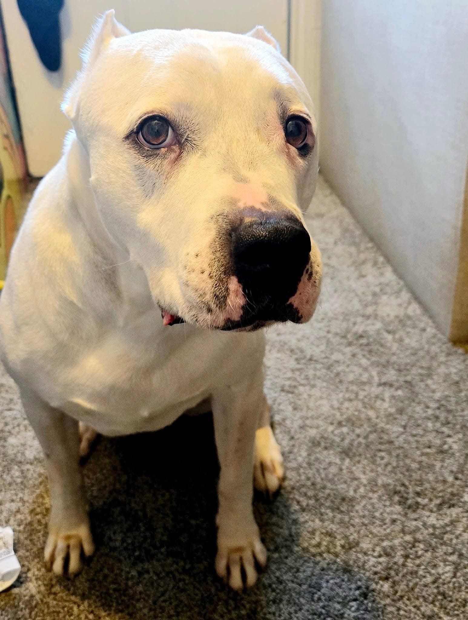 Artie & Layla, Adoptable, Senior Male Mixed Breed.