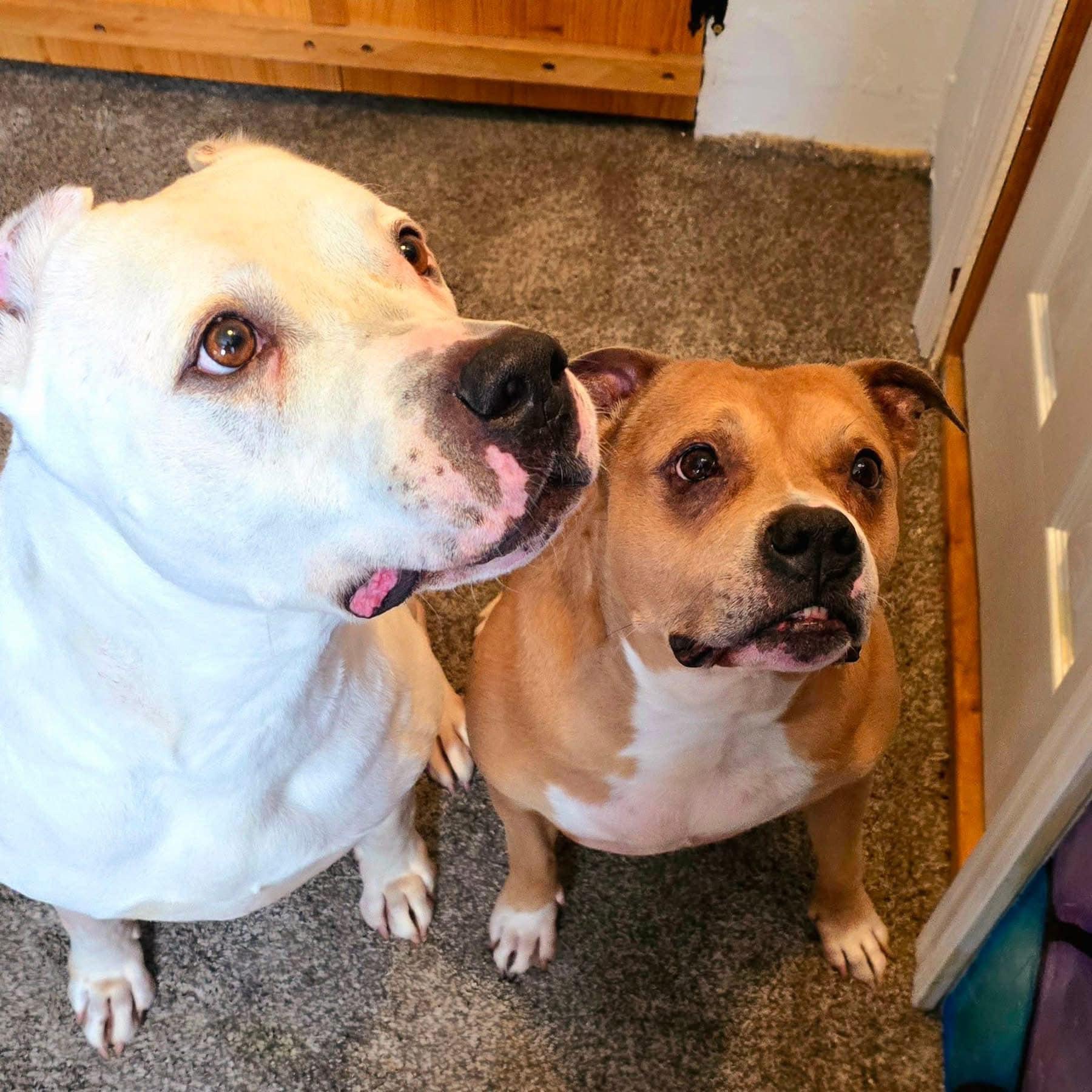 Artie & Layla, Adoptable, Senior Male Mixed Breed.