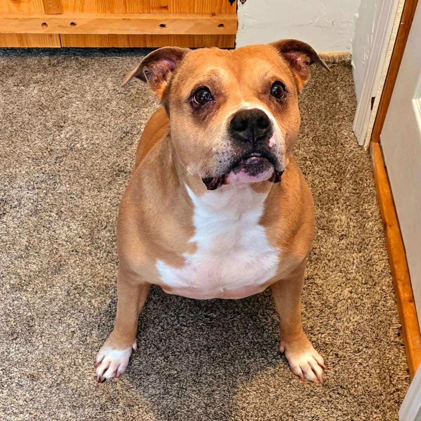 Artie & Layla, a Adoptable Mixed Breed in Jefferson , LA image 3/3